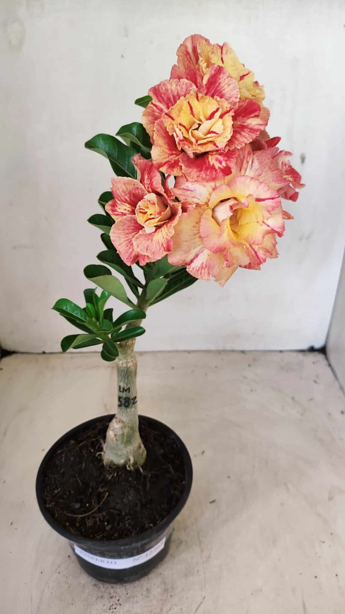 ENXERTO 12268 – 25cm (cor LM 582) - foto 2