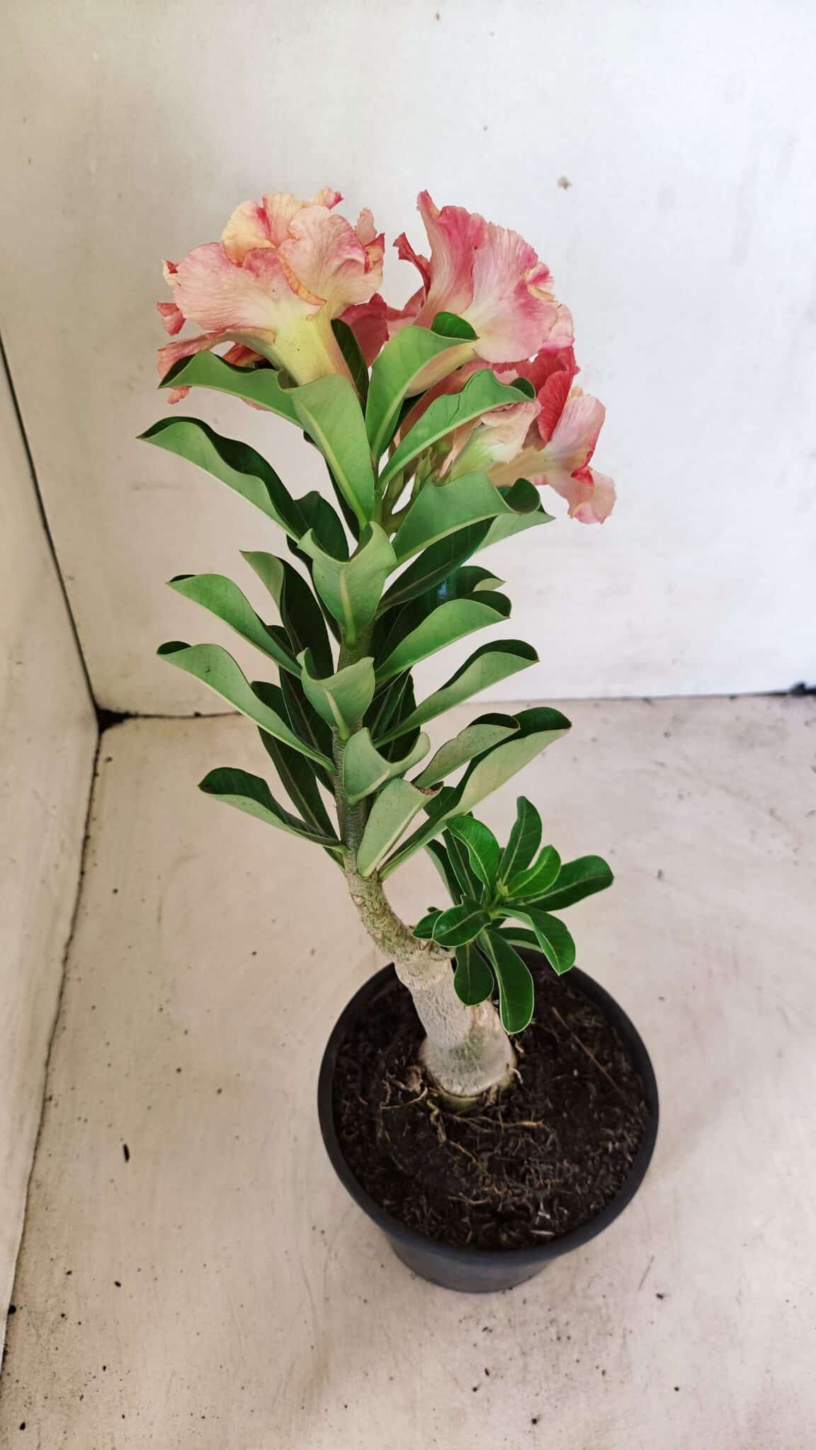 ENXERTO 12268 – 25cm (cor LM 582) - foto 5