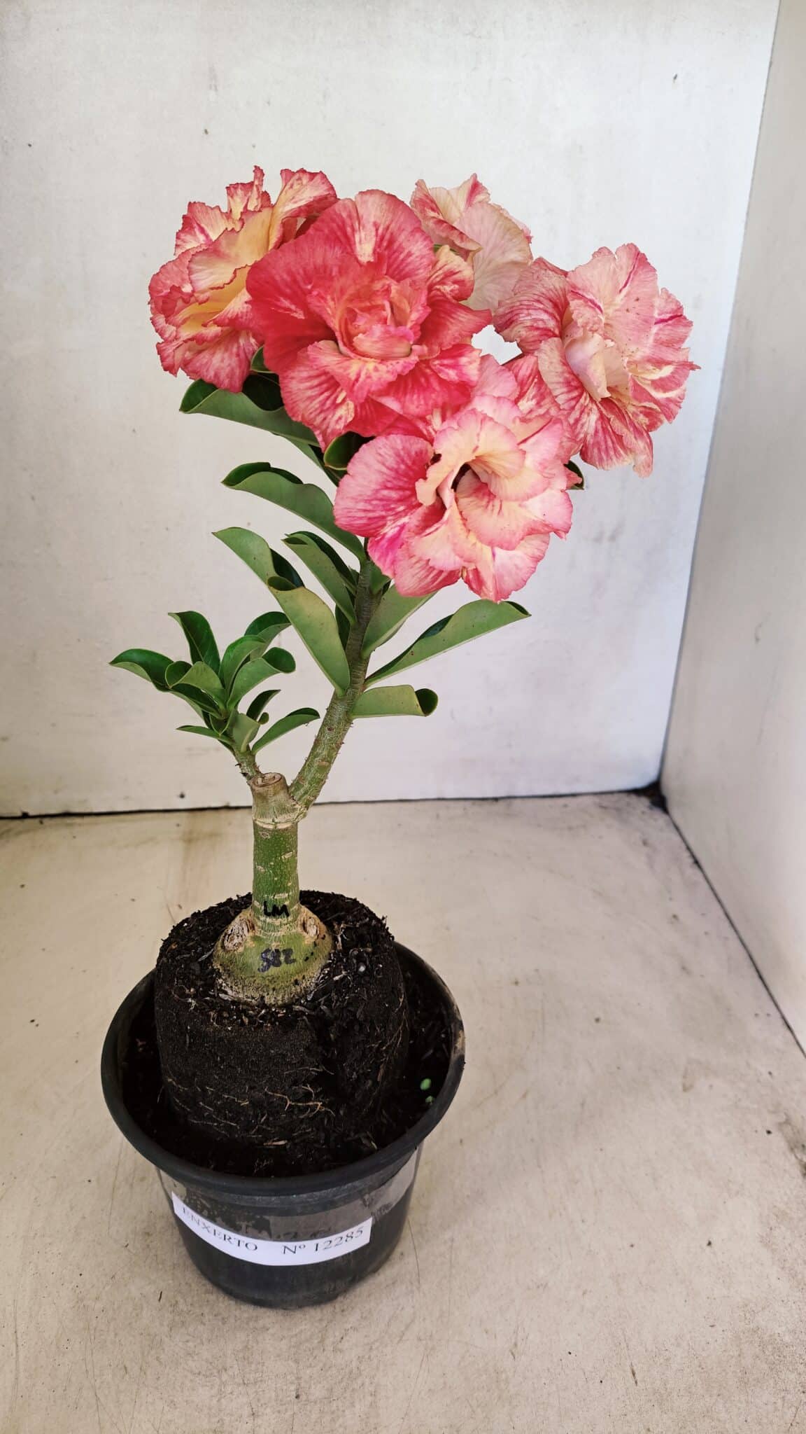 ENXERTO 12285 – 25cm (cor LM 582) - foto 2
