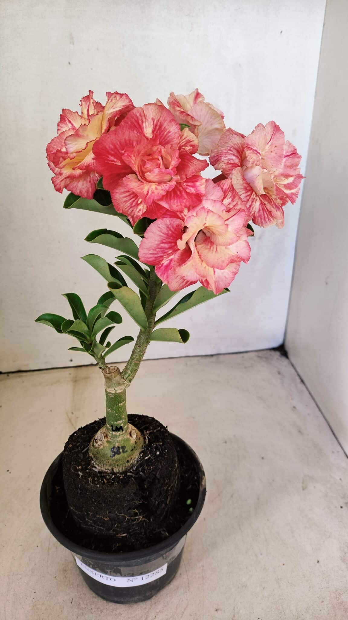 ENXERTO 12285 – 25cm (cor LM 582) - foto 9
