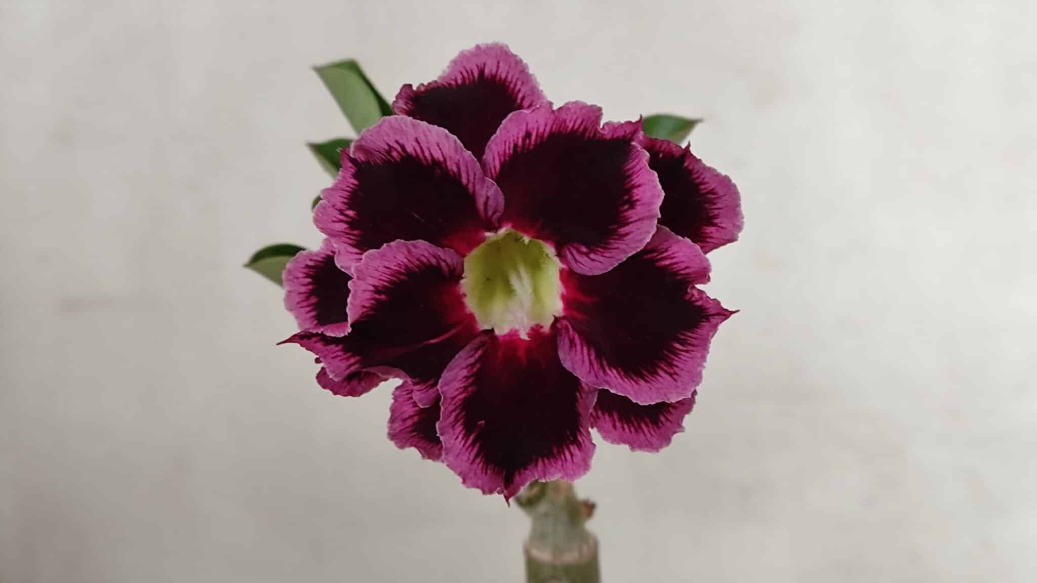 ENXERTO 12293 – 20cm (cor LM 1010) - foto 3