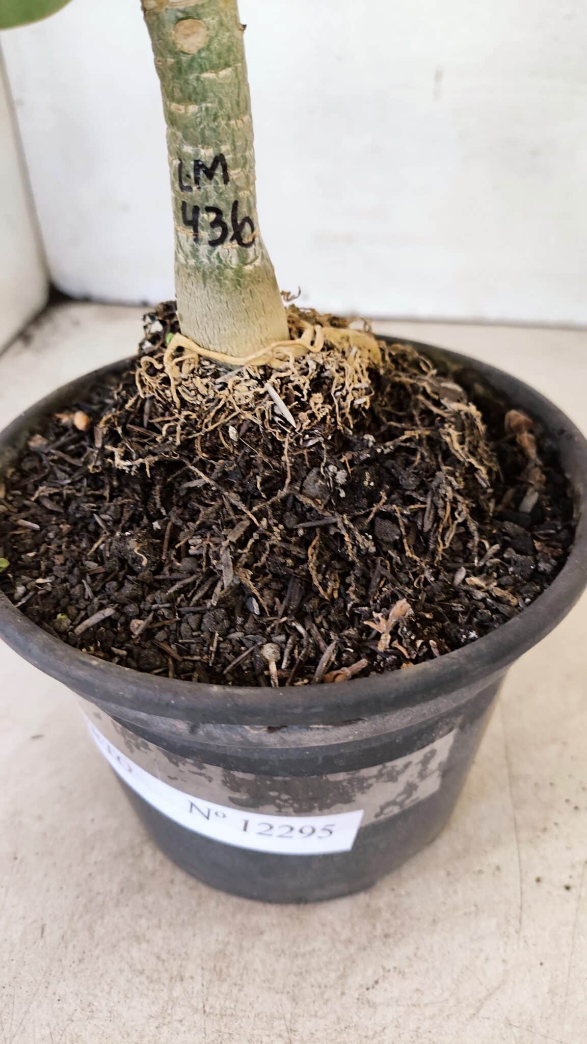 ENXERTO 12295 – 20cm (cor LM 436) - foto 6