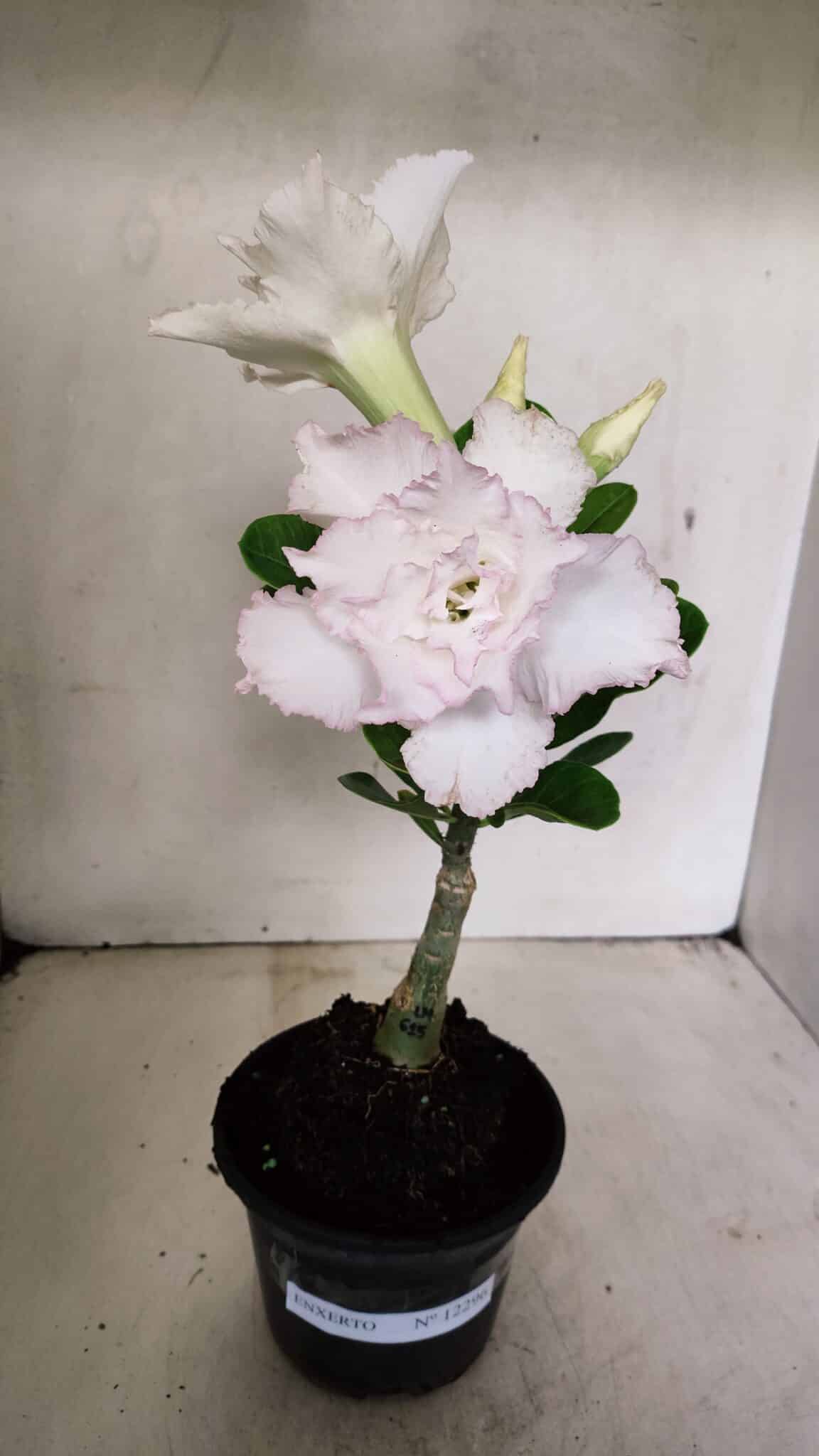 ENXERTO 12296 – 22cm (cor LM 615) - foto 2