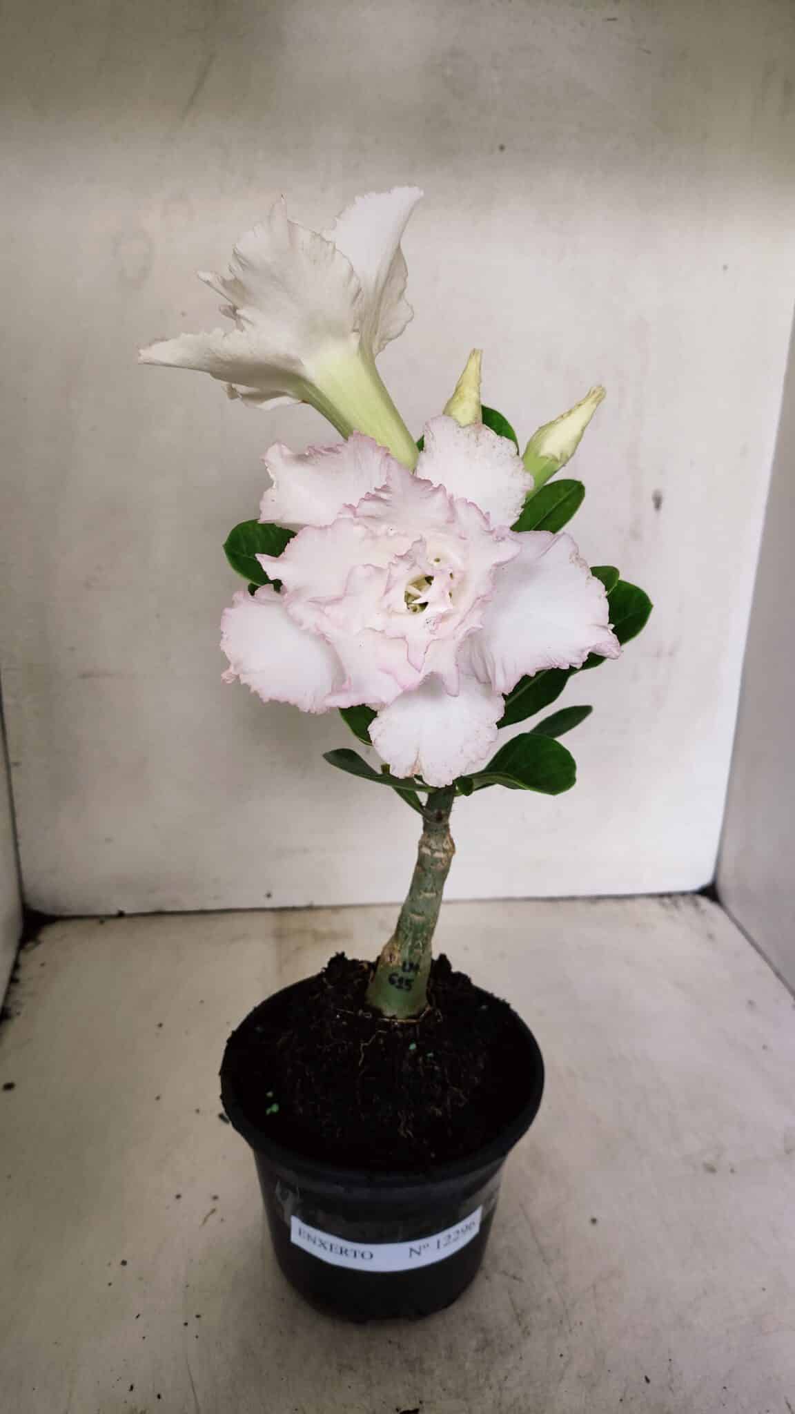ENXERTO 12296 – 22cm (cor LM 615) - foto 8