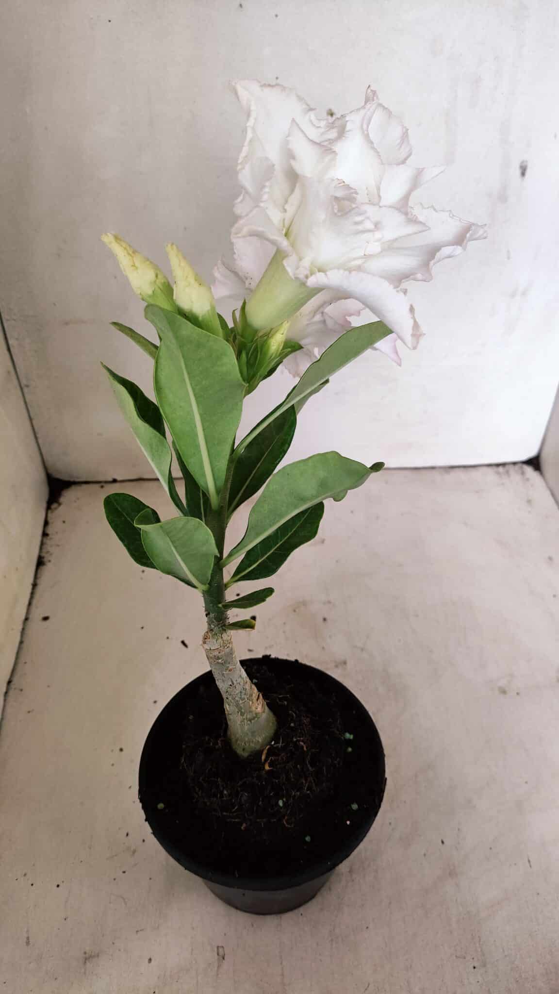 ENXERTO 12296 – 22cm (cor LM 615) - foto 6