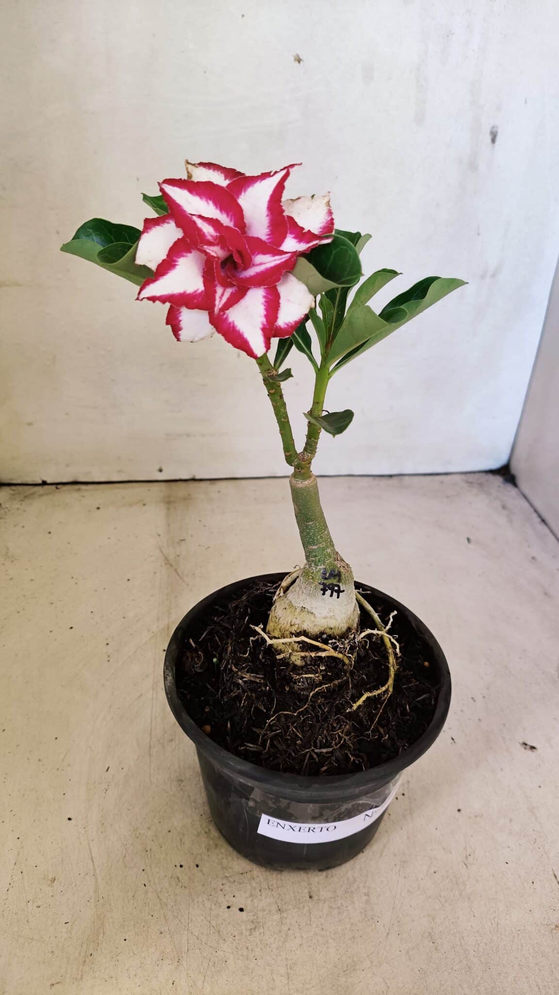 ENXERTO 12299 – 20cm (cor LM 797) Id: Ferrari - foto 2