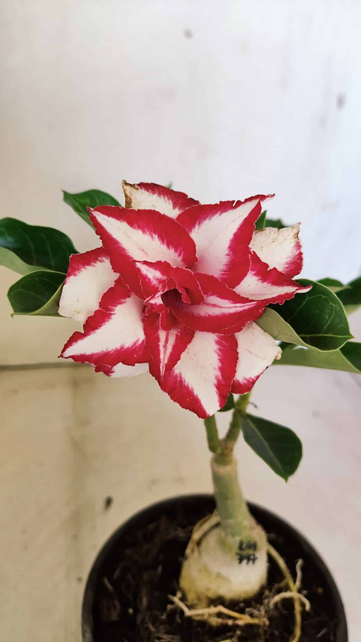 ENXERTO 12299 – 20cm (cor LM 797) Id: Ferrari - foto 3