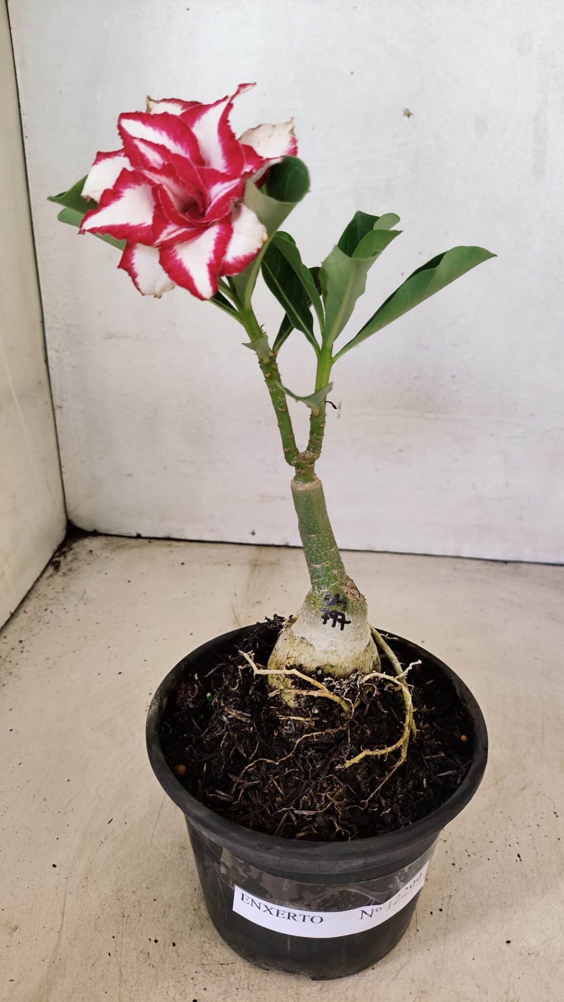 ENXERTO 12299 – 20cm (cor LM 797) Id: Ferrari - foto 4