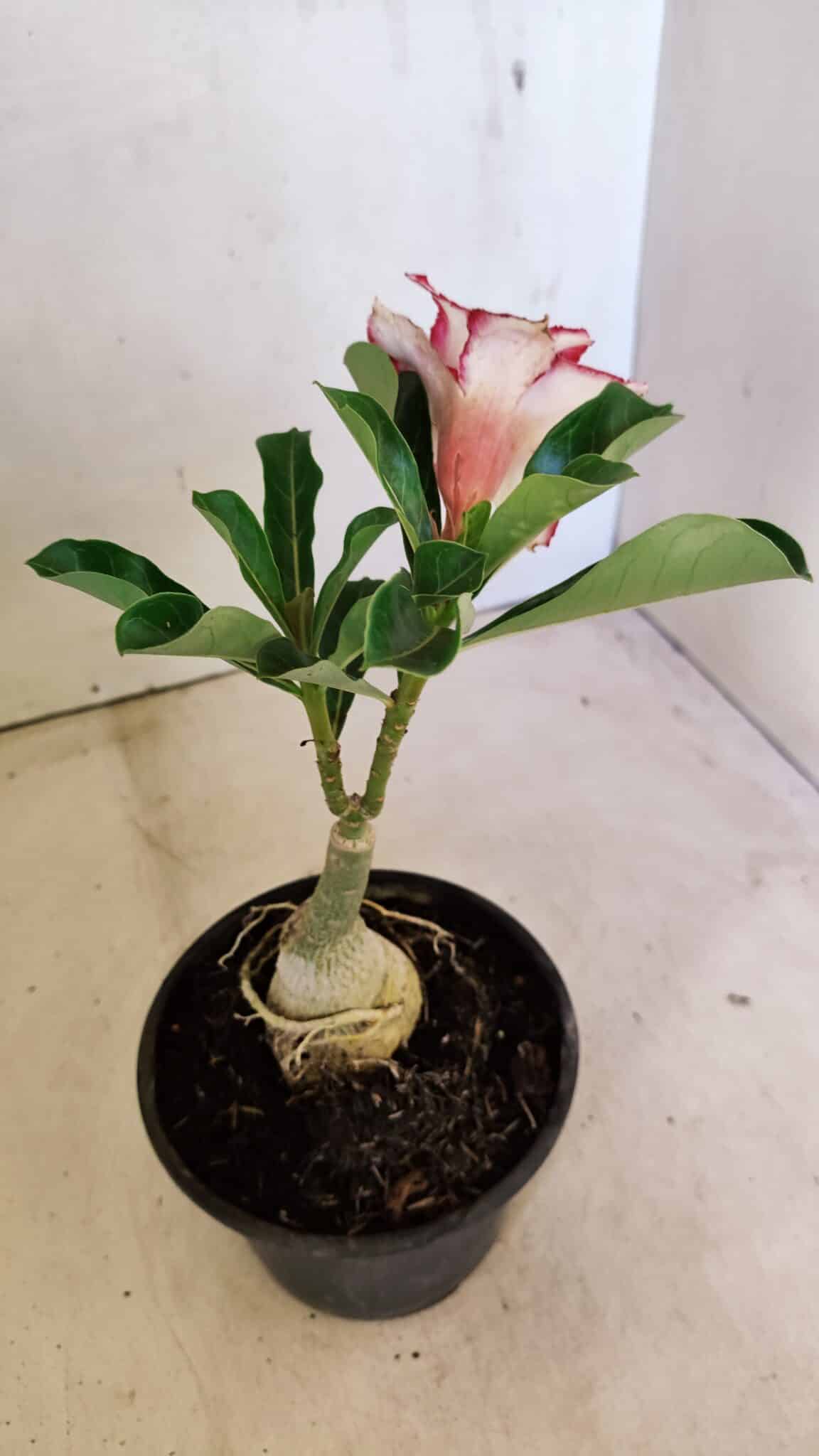 ENXERTO 12299 – 20cm (cor LM 797) Id: Ferrari - foto 5
