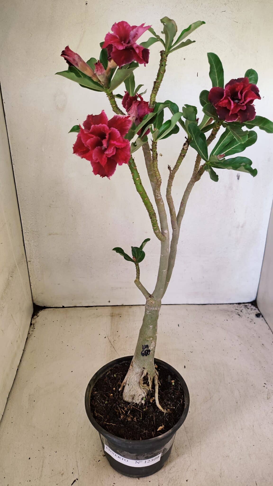 ENXERTO 12309 – 30cm (cor LM 600) - foto 2