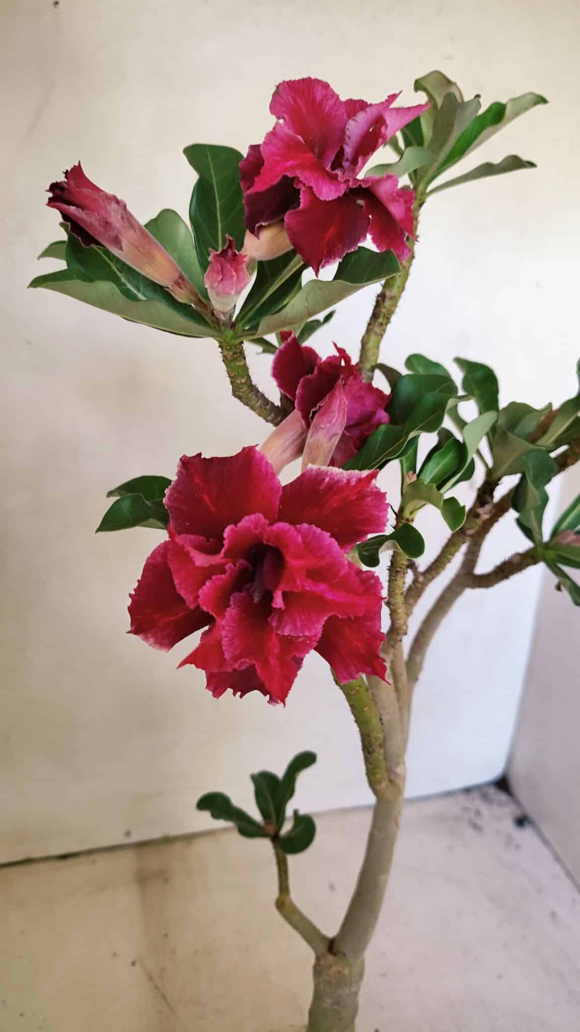ENXERTO 12309 – 30cm (cor LM 600) - foto 3