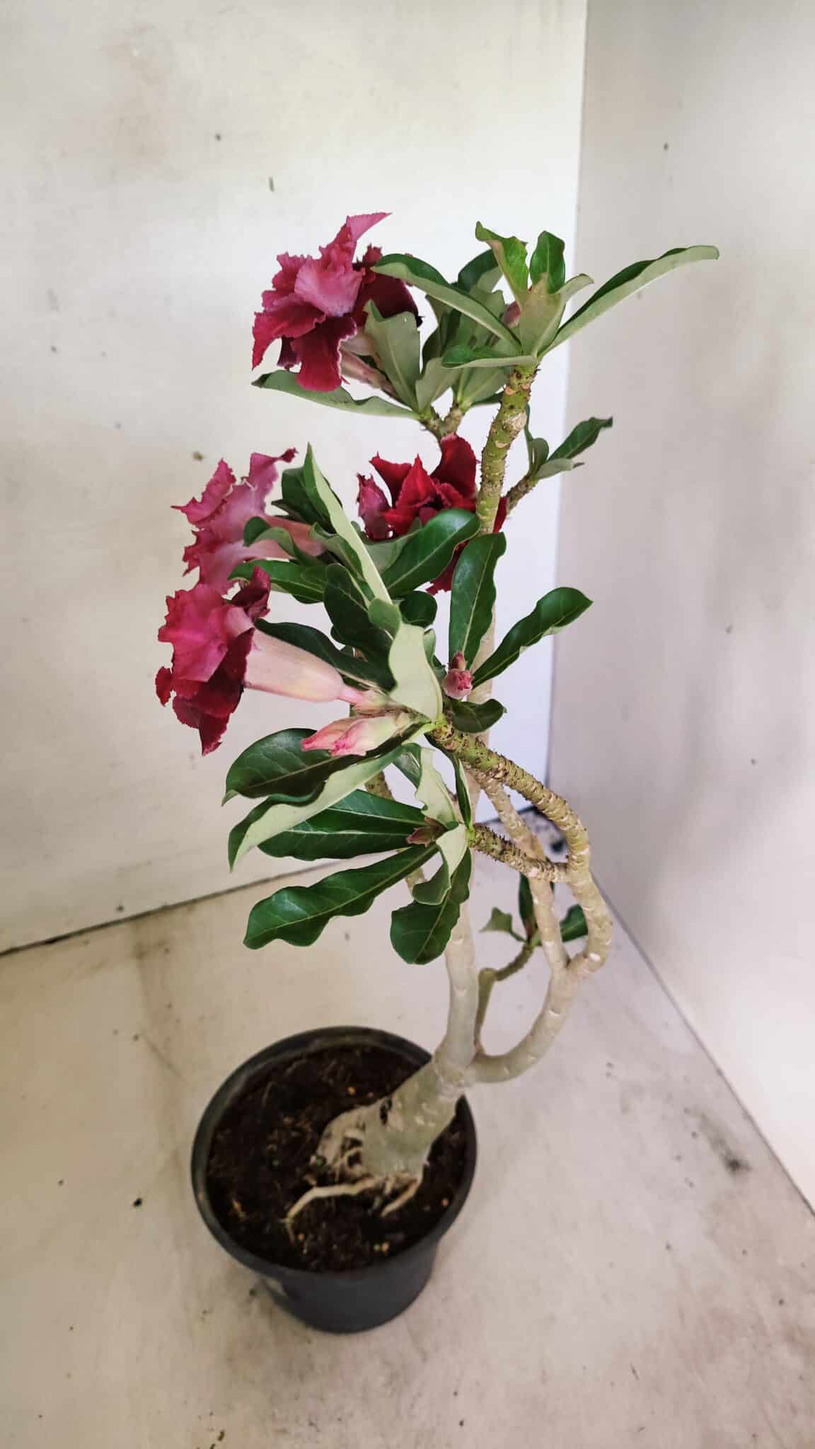 ENXERTO 12309 – 30cm (cor LM 600) - foto 5