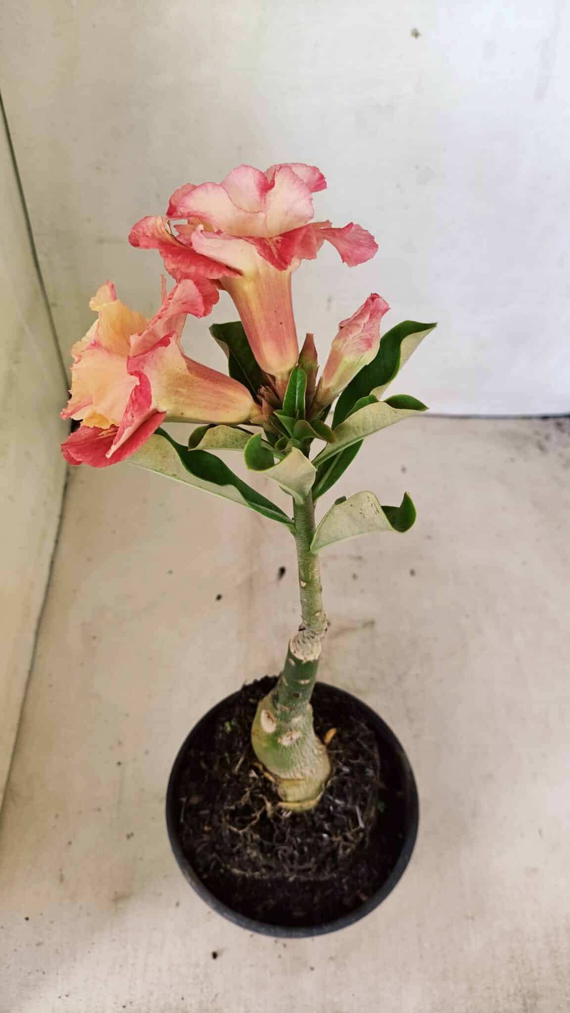 ENXERTO 12310 – 25cm (cor LM 582) - foto 5