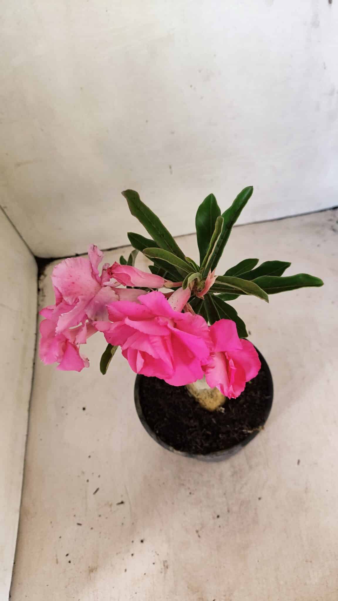 ENXERTO 12311 – 20cm (cor LM 04) - foto 7