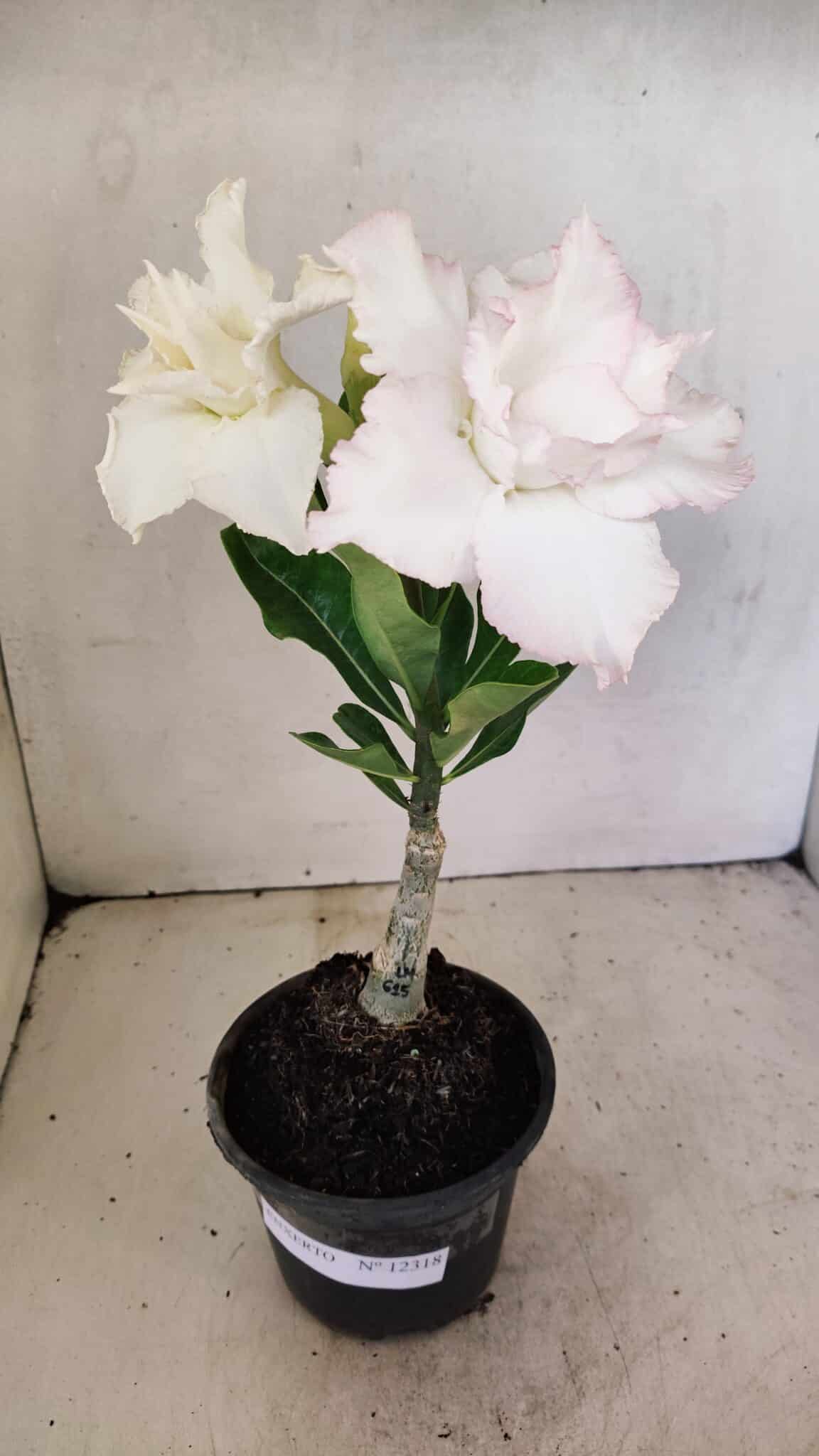 ENXERTO 12318 – 20cm (cor LM 615) - foto 2