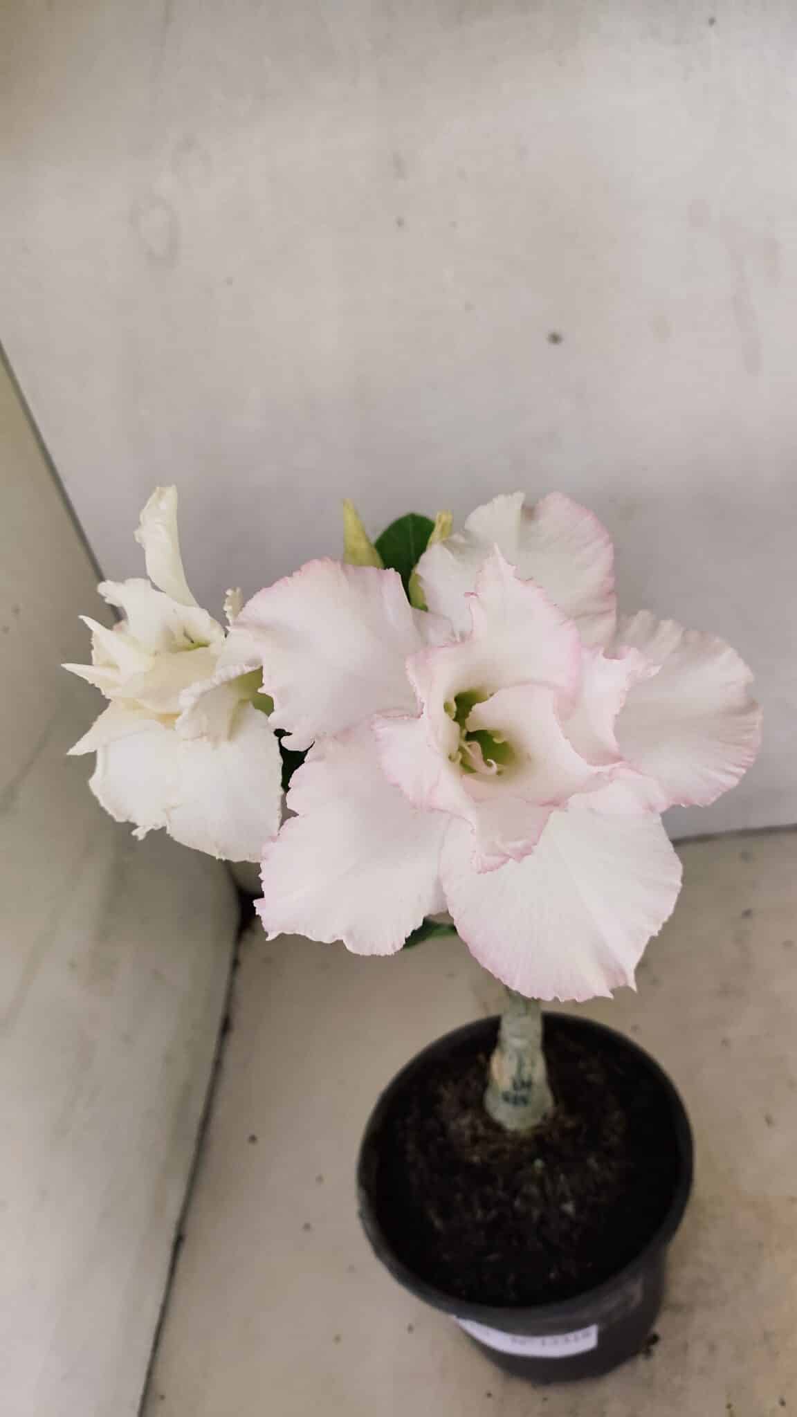 ENXERTO 12318 – 20cm (cor LM 615) - foto 3