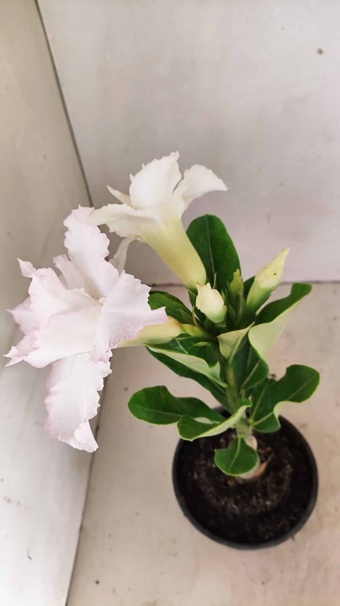 ENXERTO 12318 – 20cm (cor LM 615) - foto 5