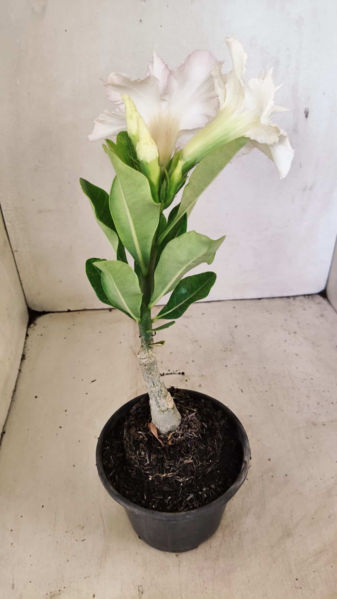 ENXERTO 12318 – 20cm (cor LM 615) - foto 6