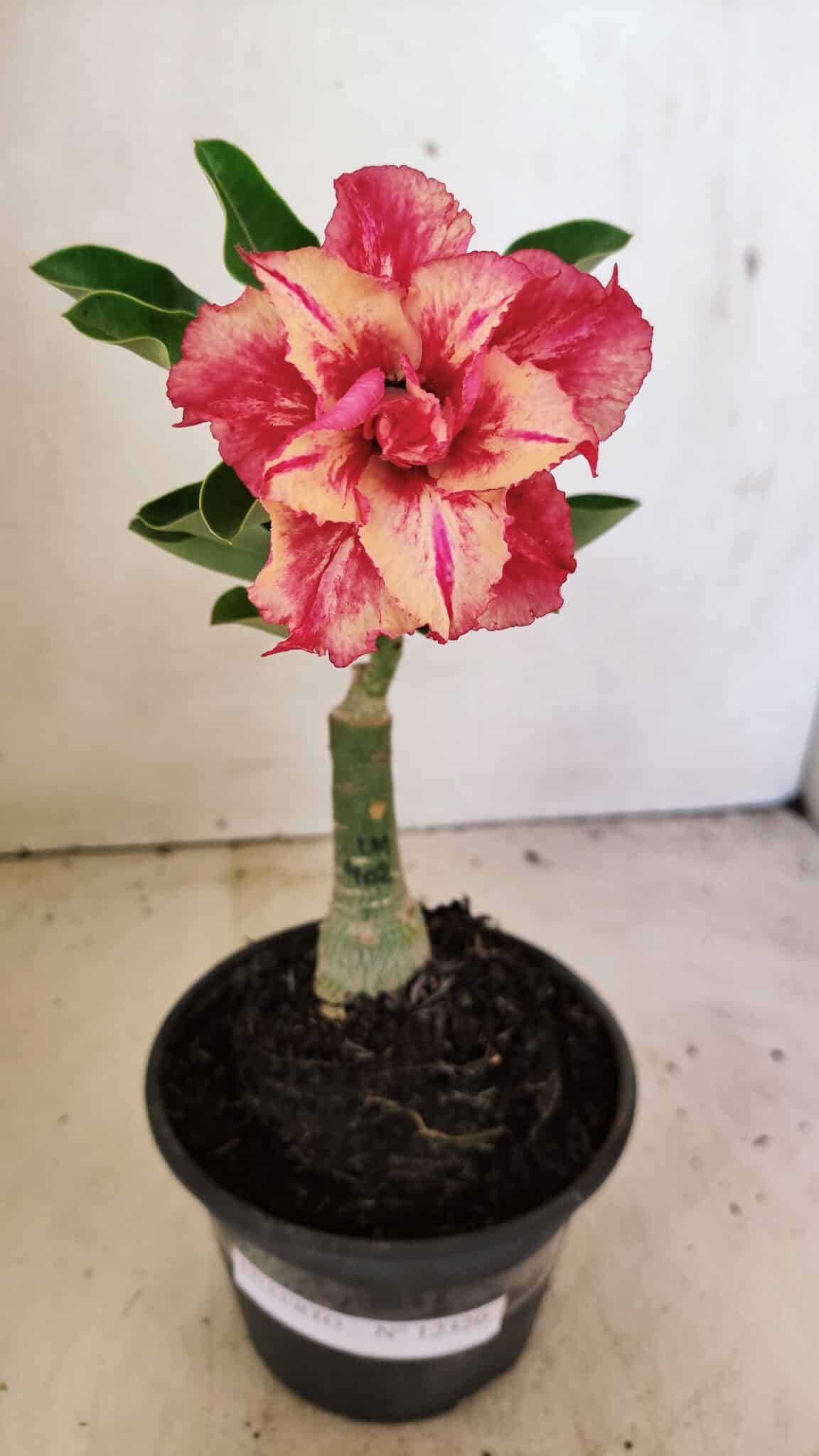 ENXERTO 12320 – 20cm (cor LM 402) - foto 2