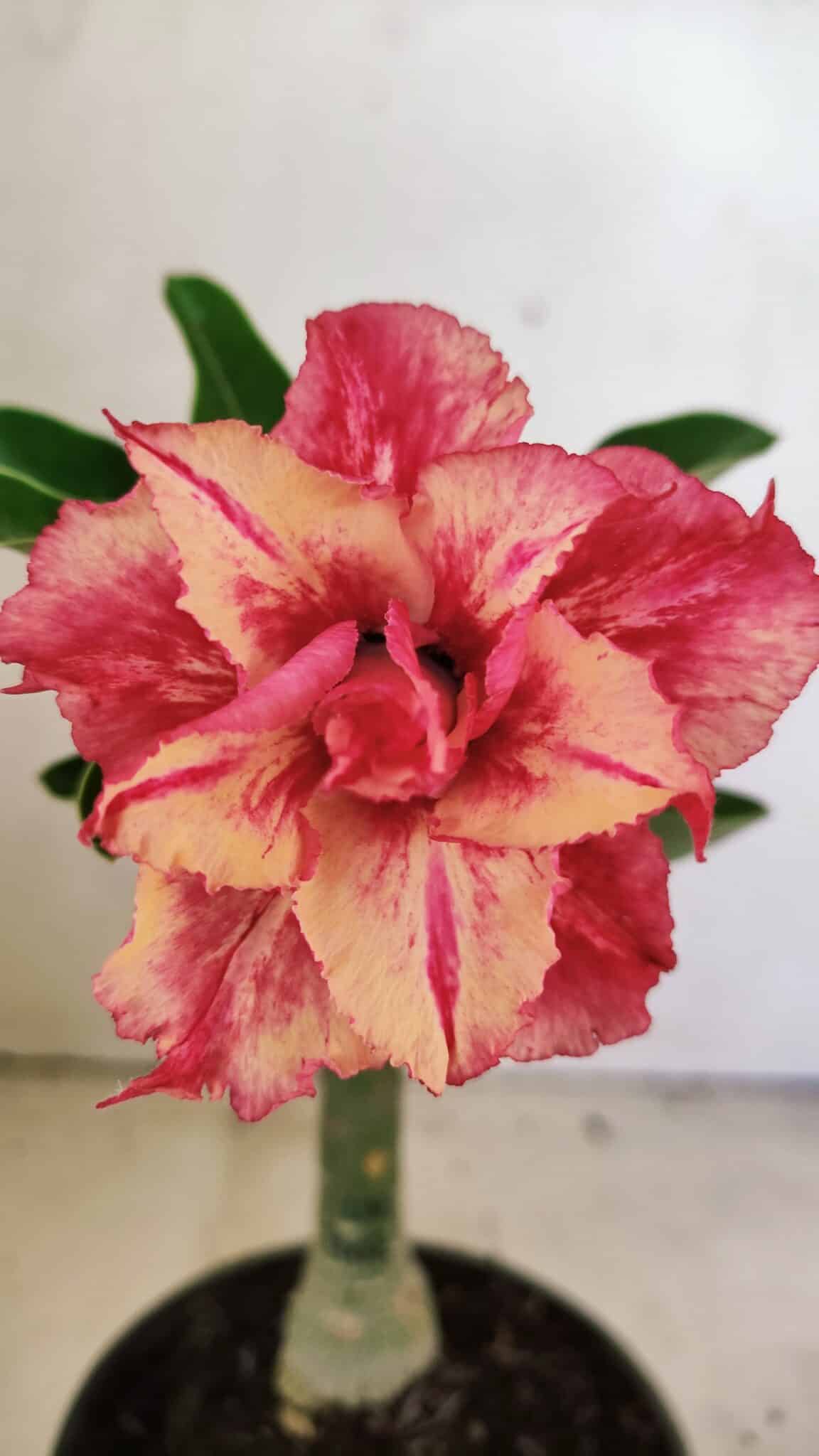 ENXERTO 12320 – 20cm (cor LM 402) - foto 3