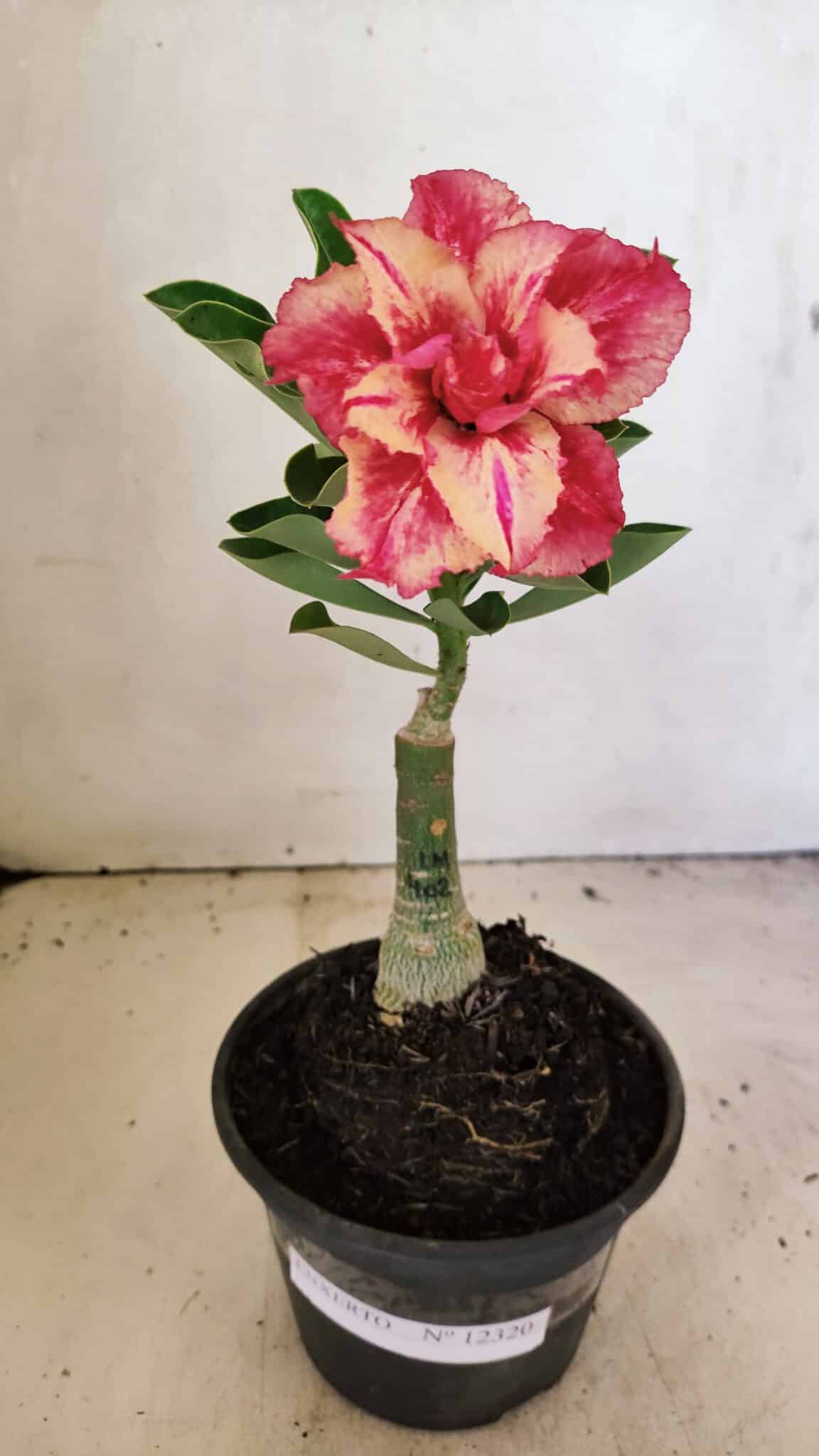 ENXERTO 12320 – 20cm (cor LM 402) - foto 6