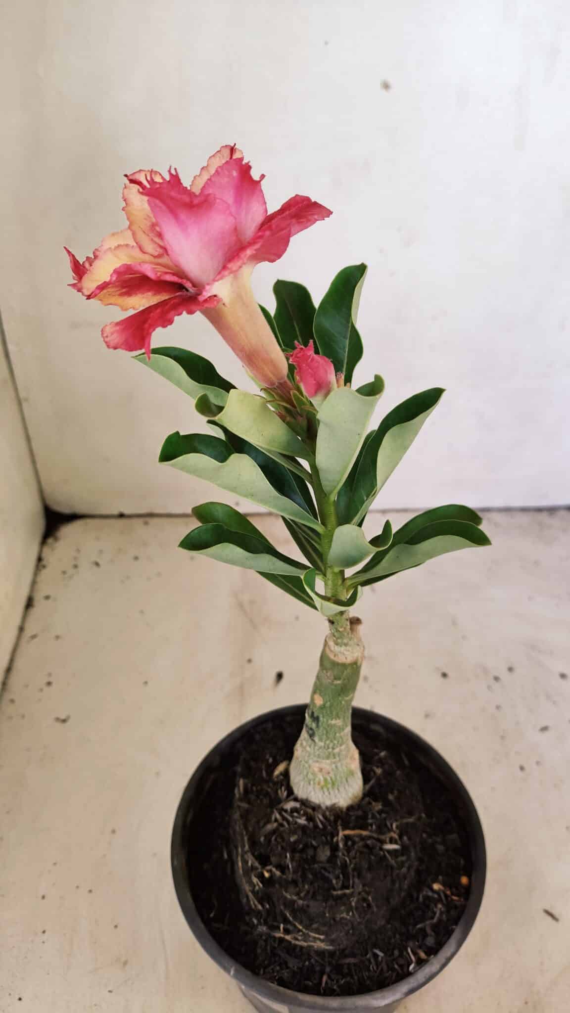 ENXERTO 12320 – 20cm (cor LM 402) - foto 5