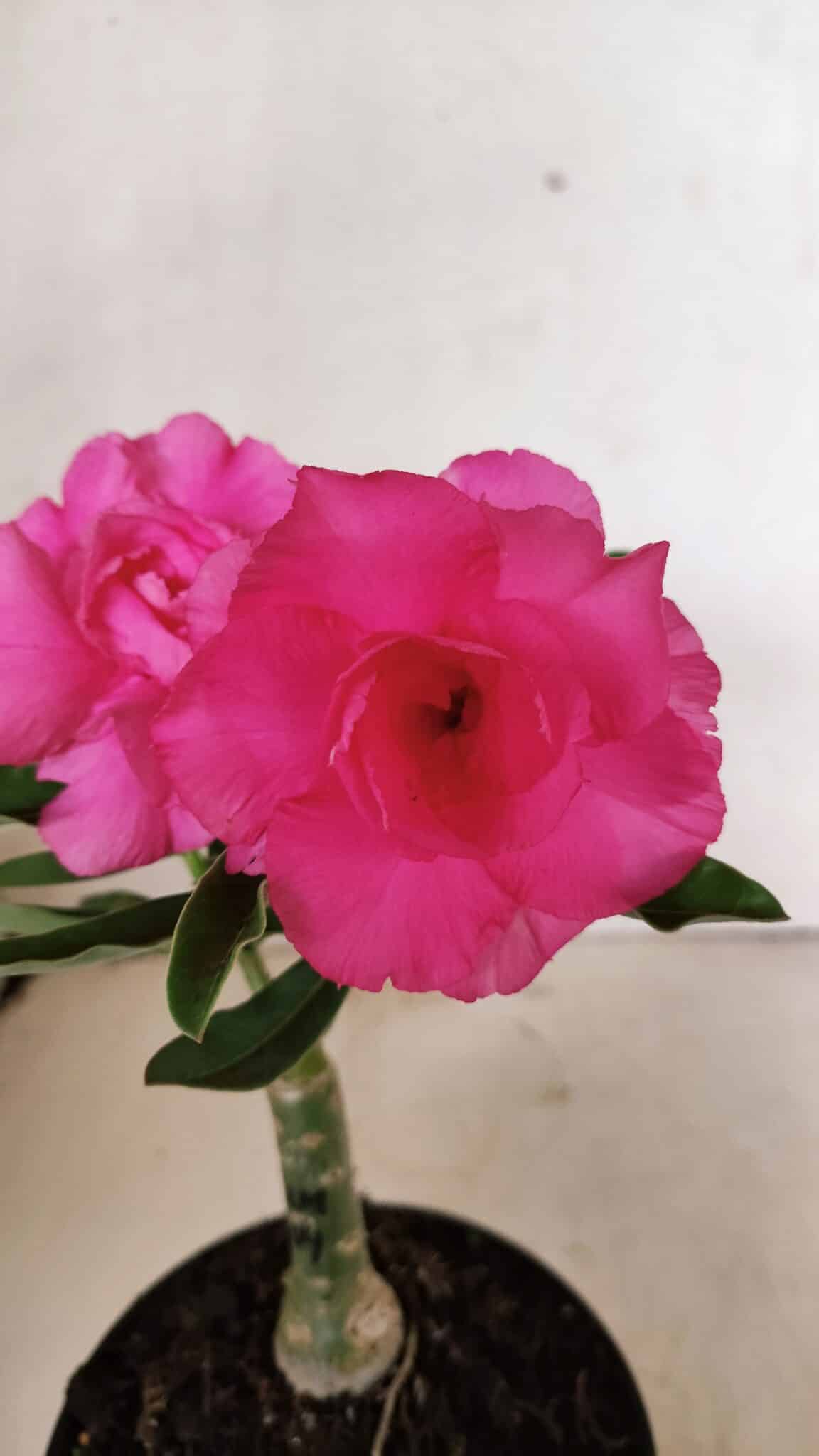 ENXERTO 12323 – 20cm (cor LM 04) - foto 3