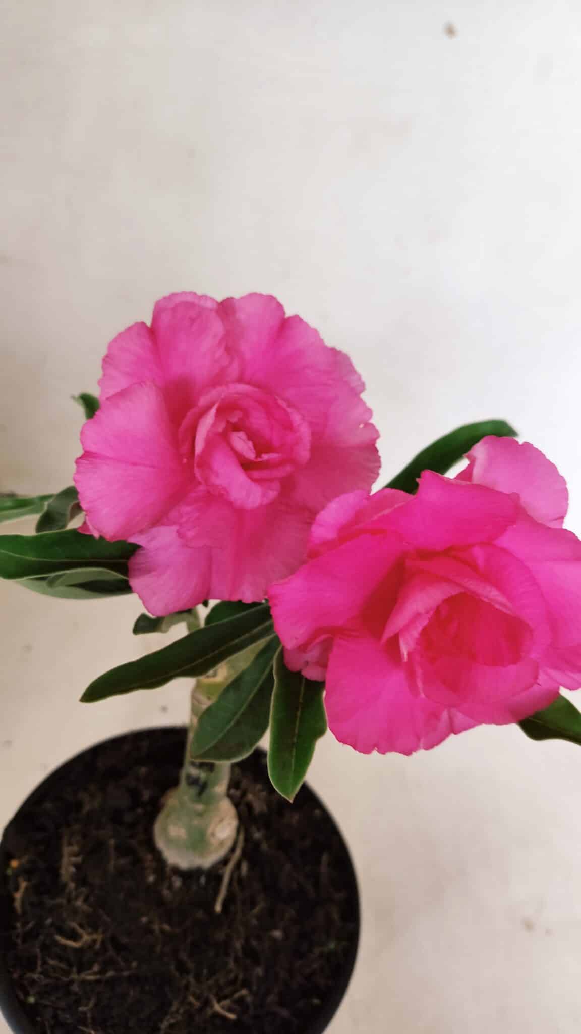 ENXERTO 12323 – 20cm (cor LM 04) - foto 4