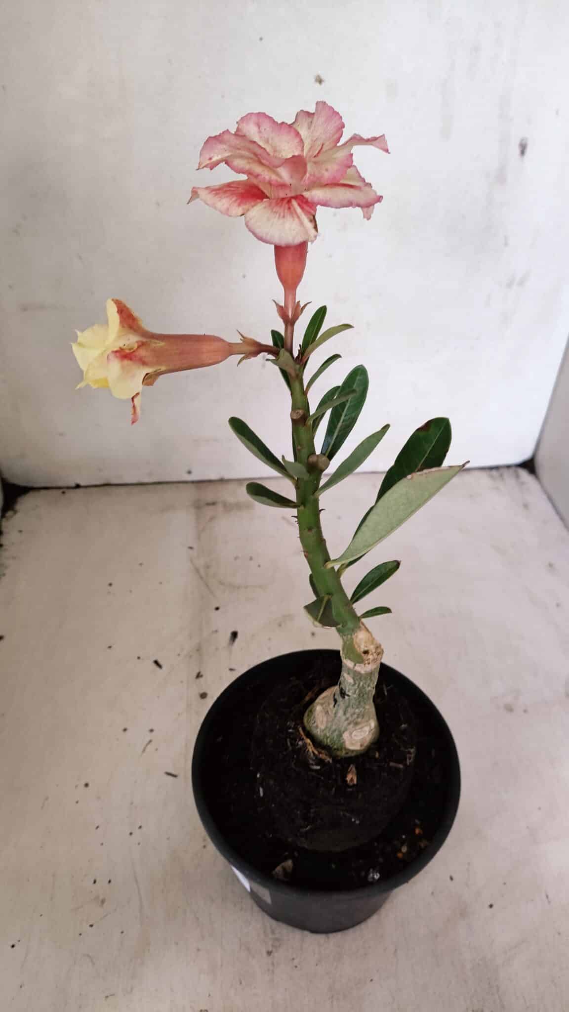 ENXERTO 12325 – 20cm (cor LM 618) - foto 5