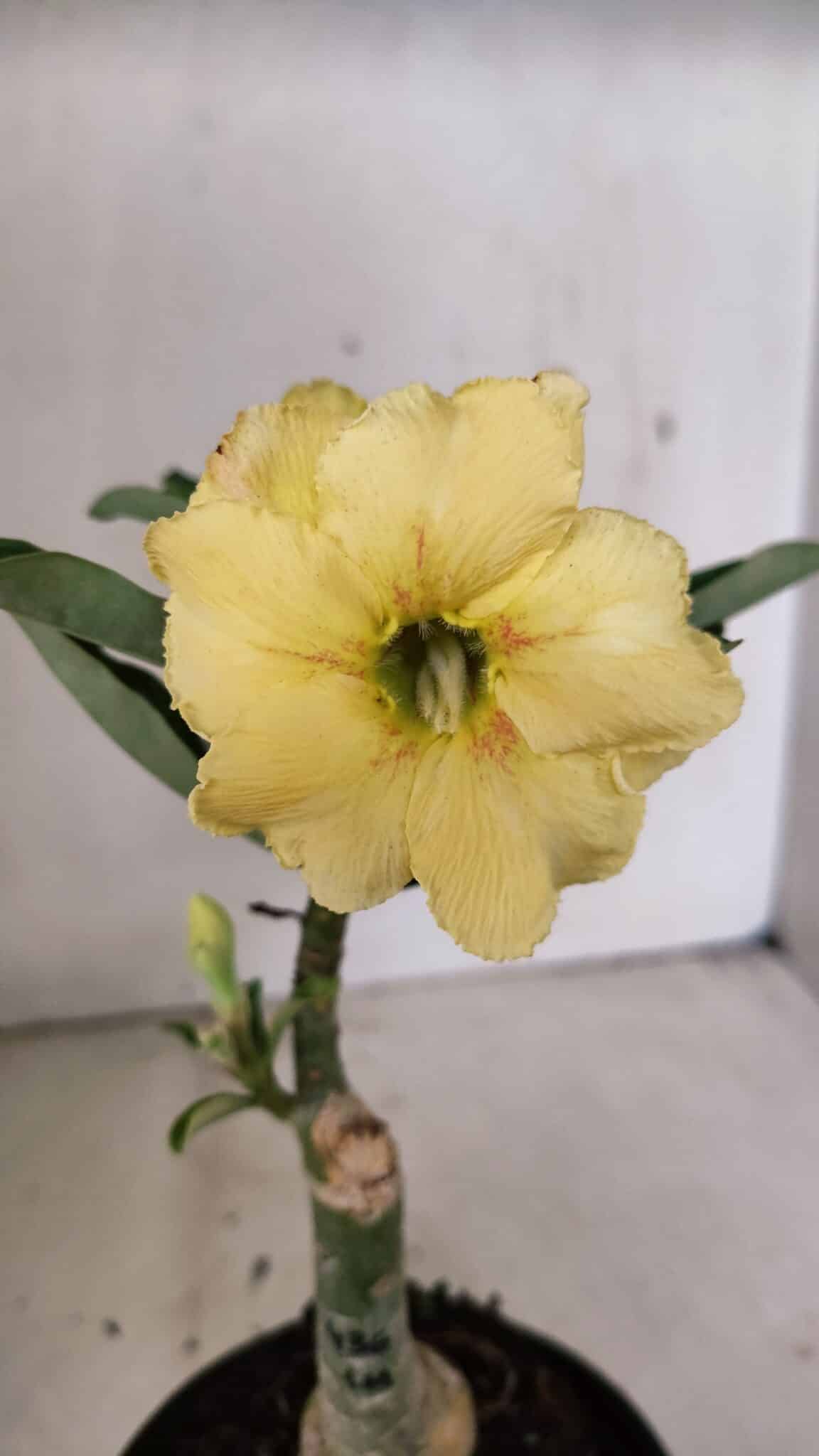 ENXERTO 12326 – 20cm (cor LM 436) - foto 3