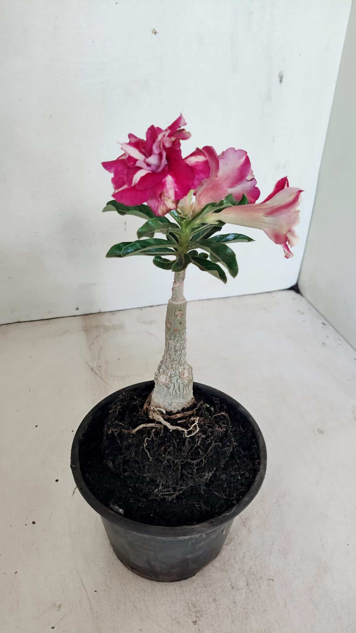 ENXERTO 12334 – 20cm (cor LM 984) - foto 8