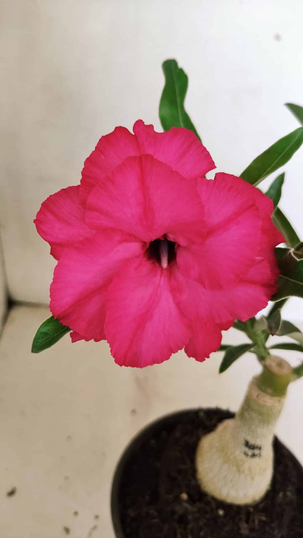 ENXERTO 12336 – 20cm (cor LM 384) - foto 3