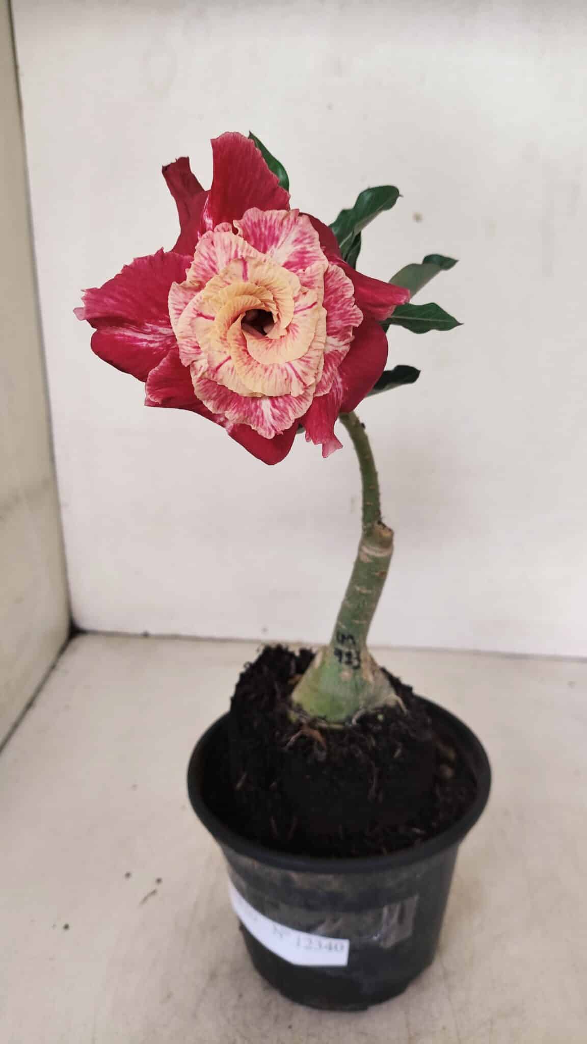 ENXERTO 12340 – 20cm (cor LM 913) - foto 2