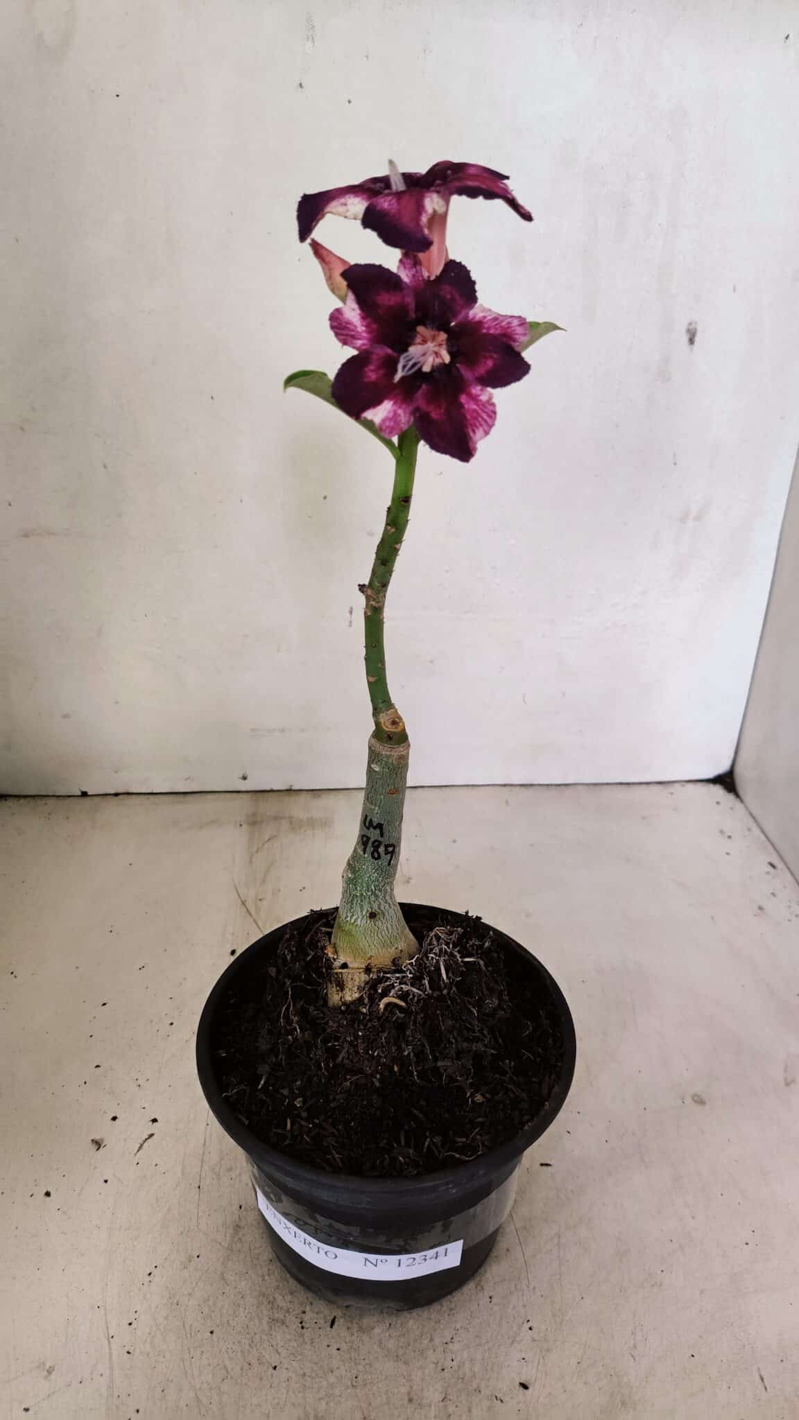 ENXERTO 12341 – 20cm (cor LM 989) iD: Estrela purpura - foto 2