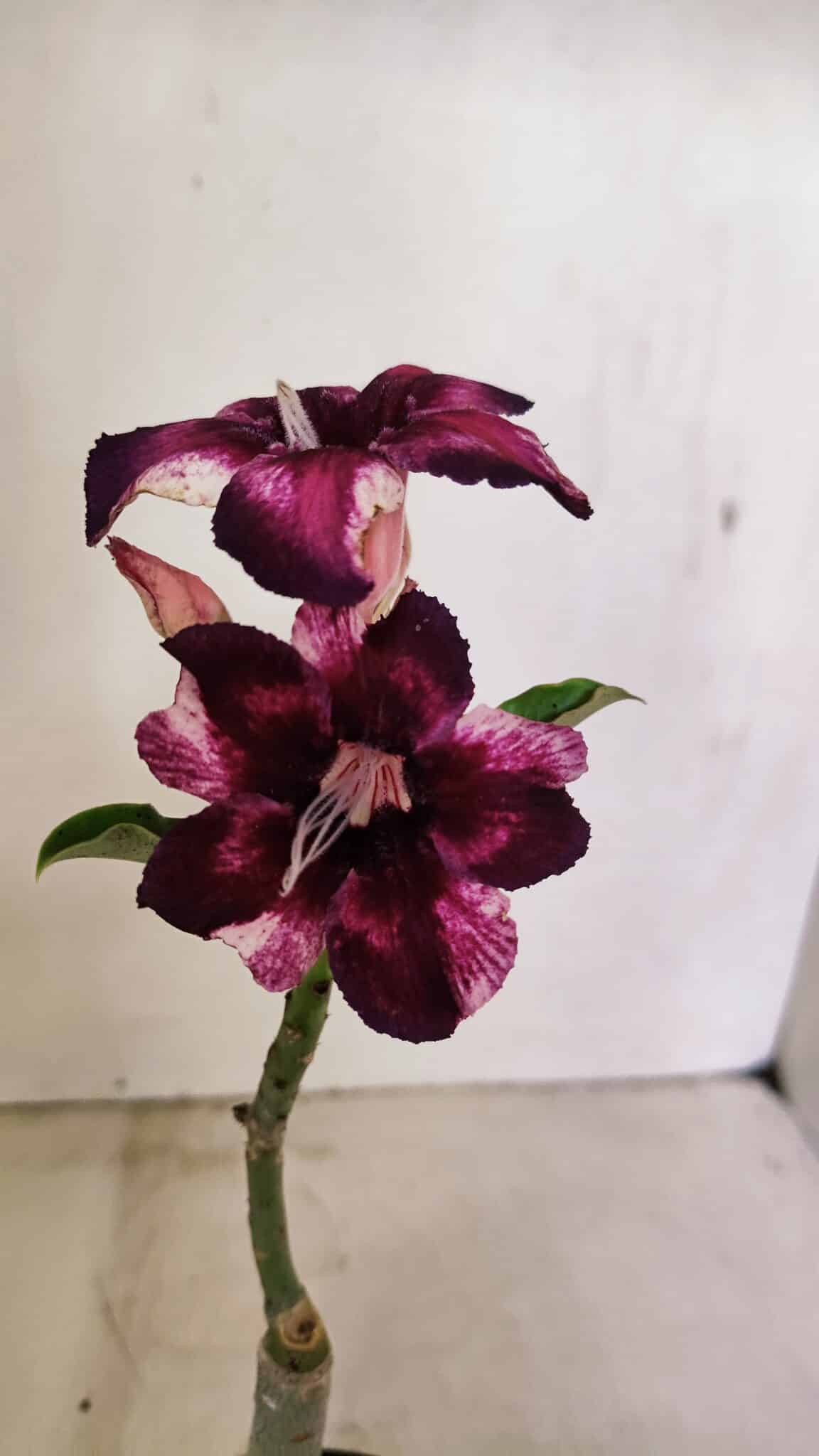 ENXERTO 12341 – 20cm (cor LM 989) iD: Estrela purpura - foto 3