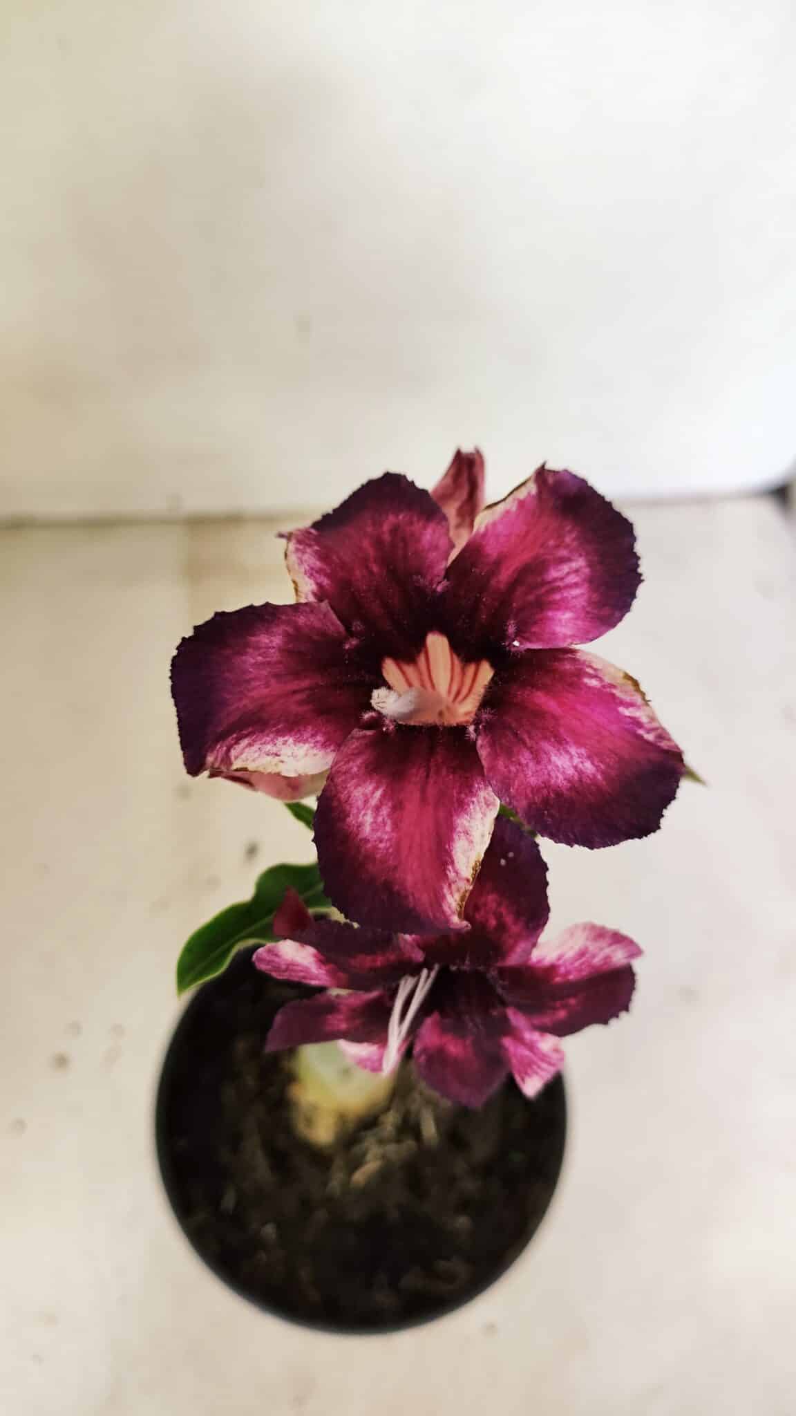 ENXERTO 12341 – 20cm (cor LM 989) iD: Estrela purpura - foto 4