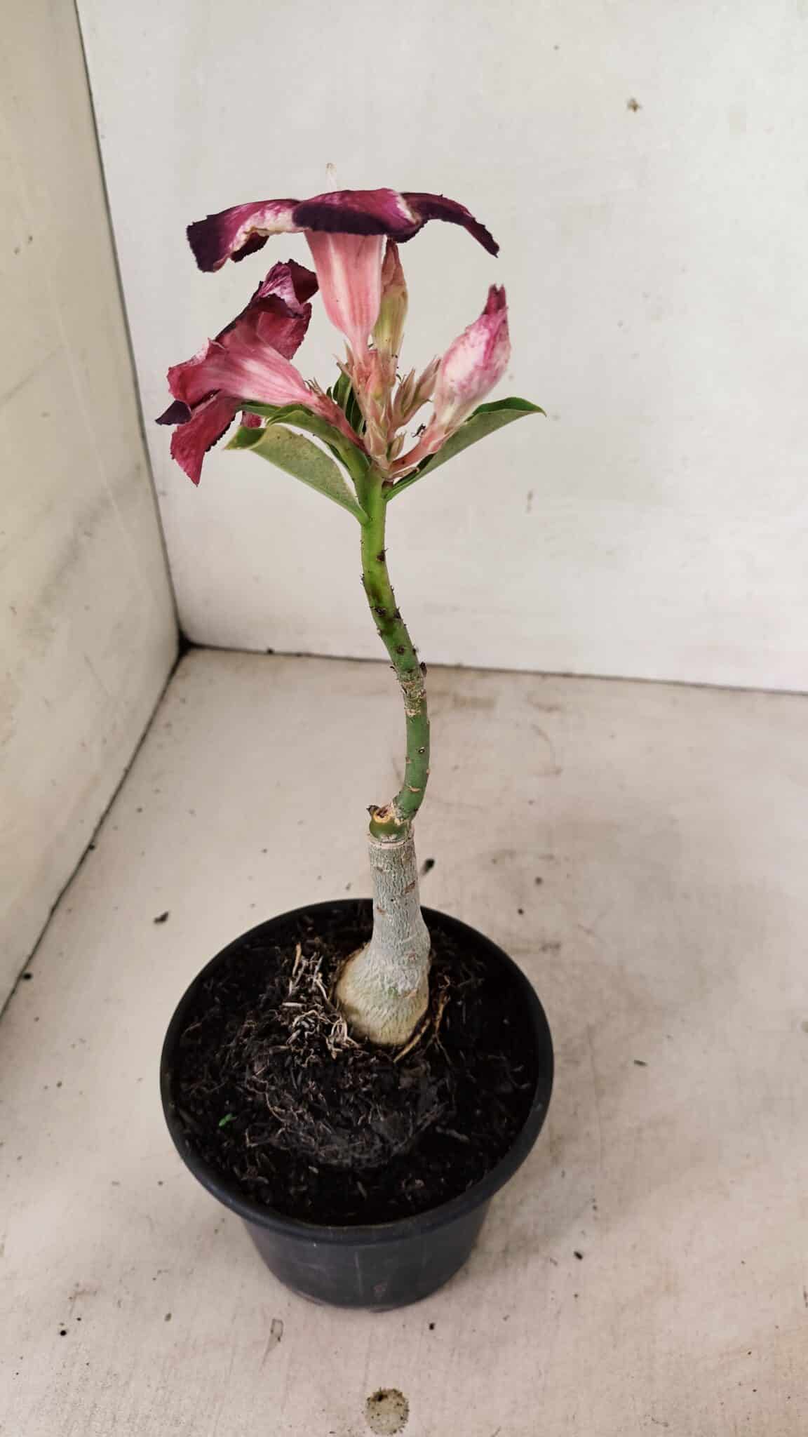 ENXERTO 12341 – 20cm (cor LM 989) iD: Estrela purpura - foto 5