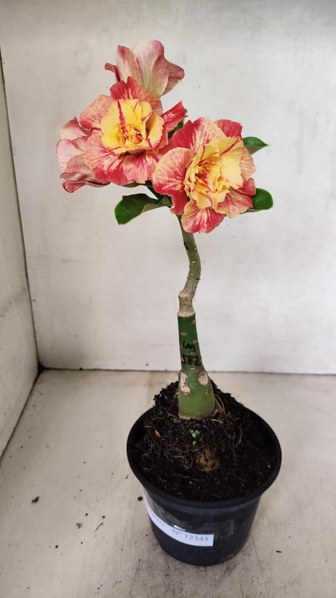 ENXERTO 12343 – 22cm (cor LM 582) - foto 2