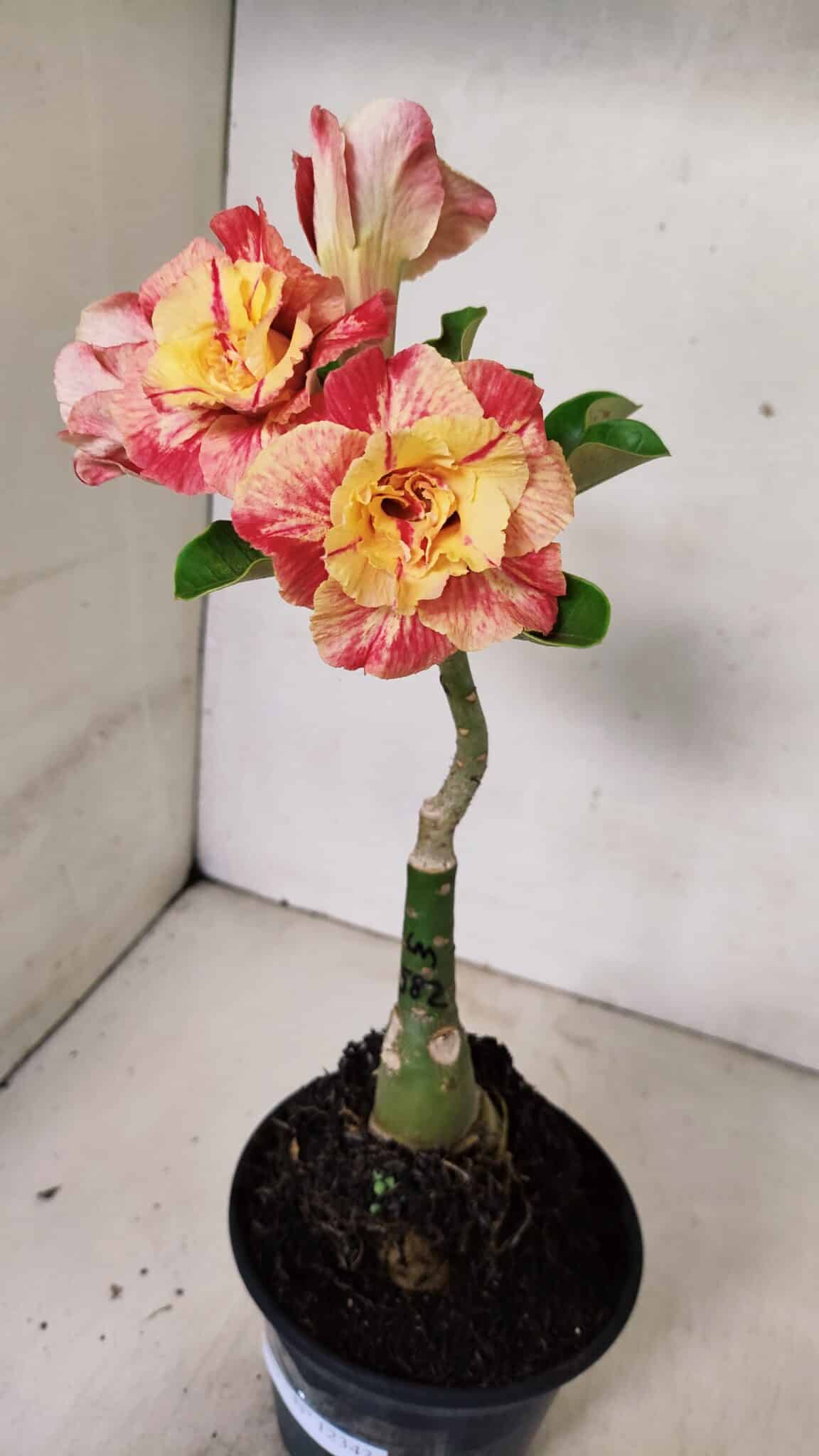 ENXERTO 12343 – 22cm (cor LM 582) - foto 6