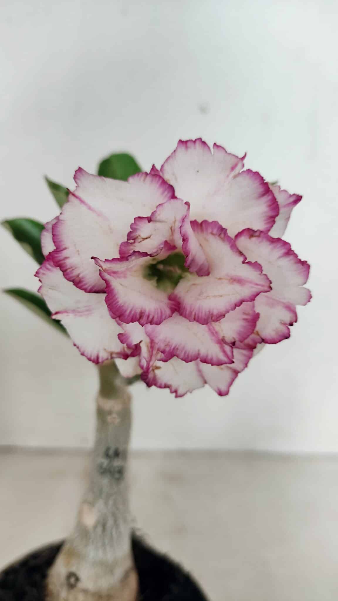 ENXERTO 12347 – 20cm (cor LM 543) - foto 3