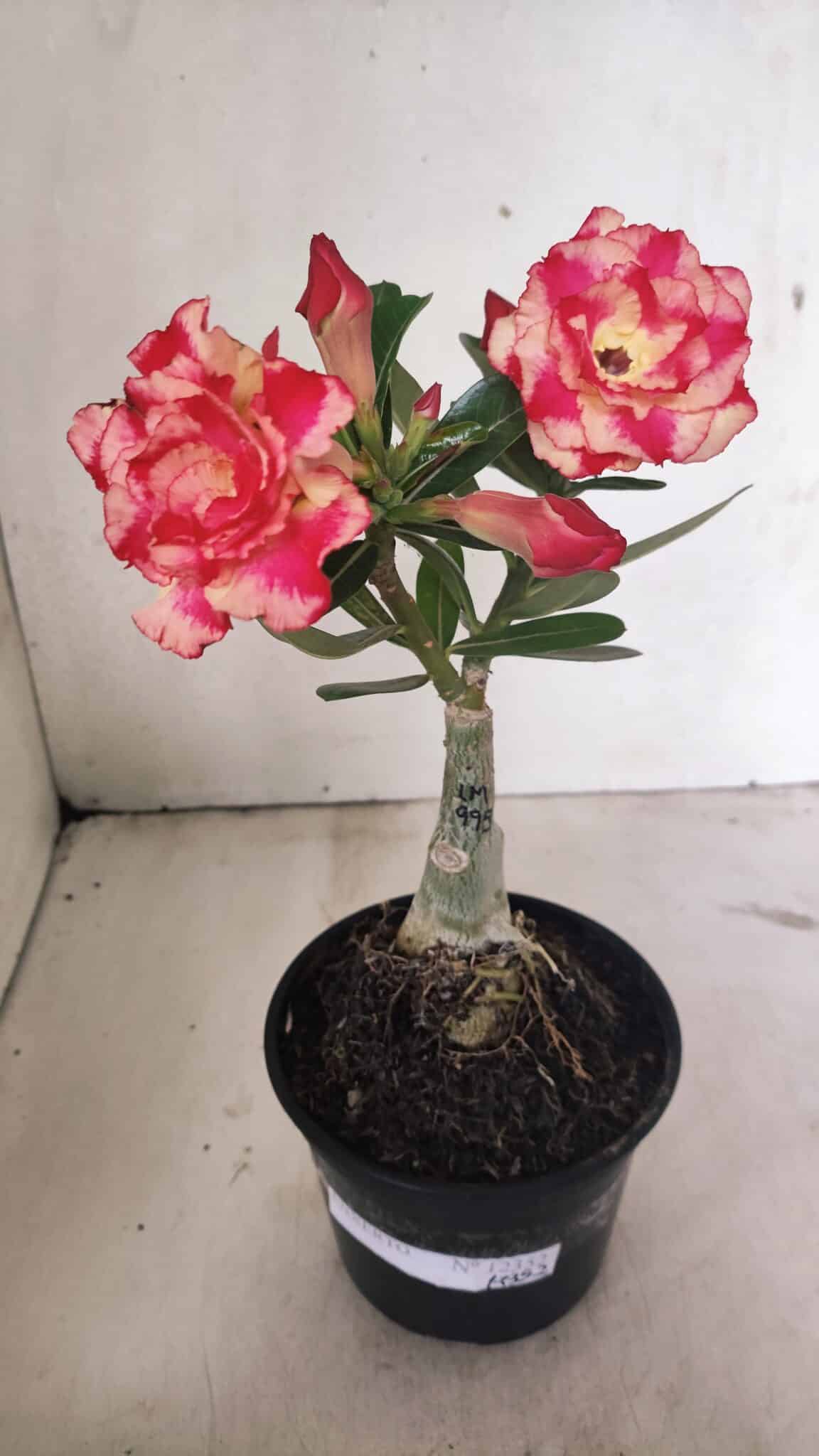 ENXERTO 12352 – 20cm (cor LM 995) - Adenium Rosa do Deserto