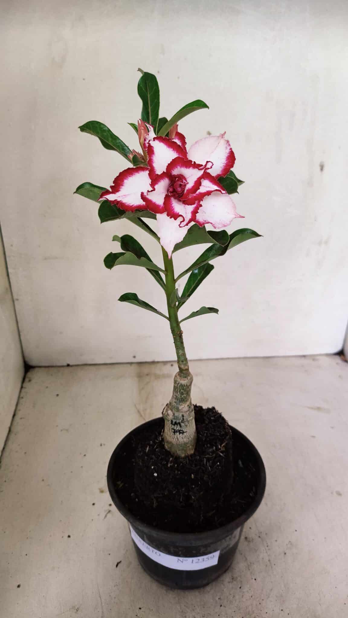 ENXERTO 12359  – 22cm (cor LM 797) Id: FERRARI - foto 2