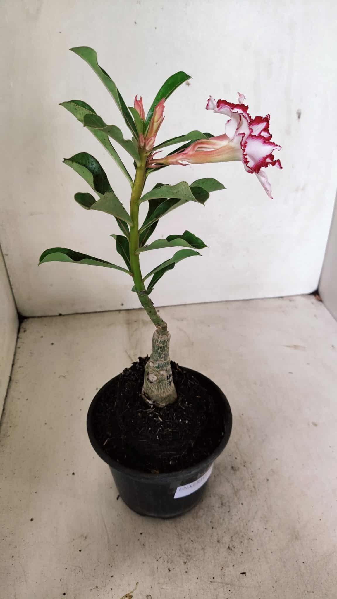 ENXERTO 12359  – 22cm (cor LM 797) Id: FERRARI - foto 6