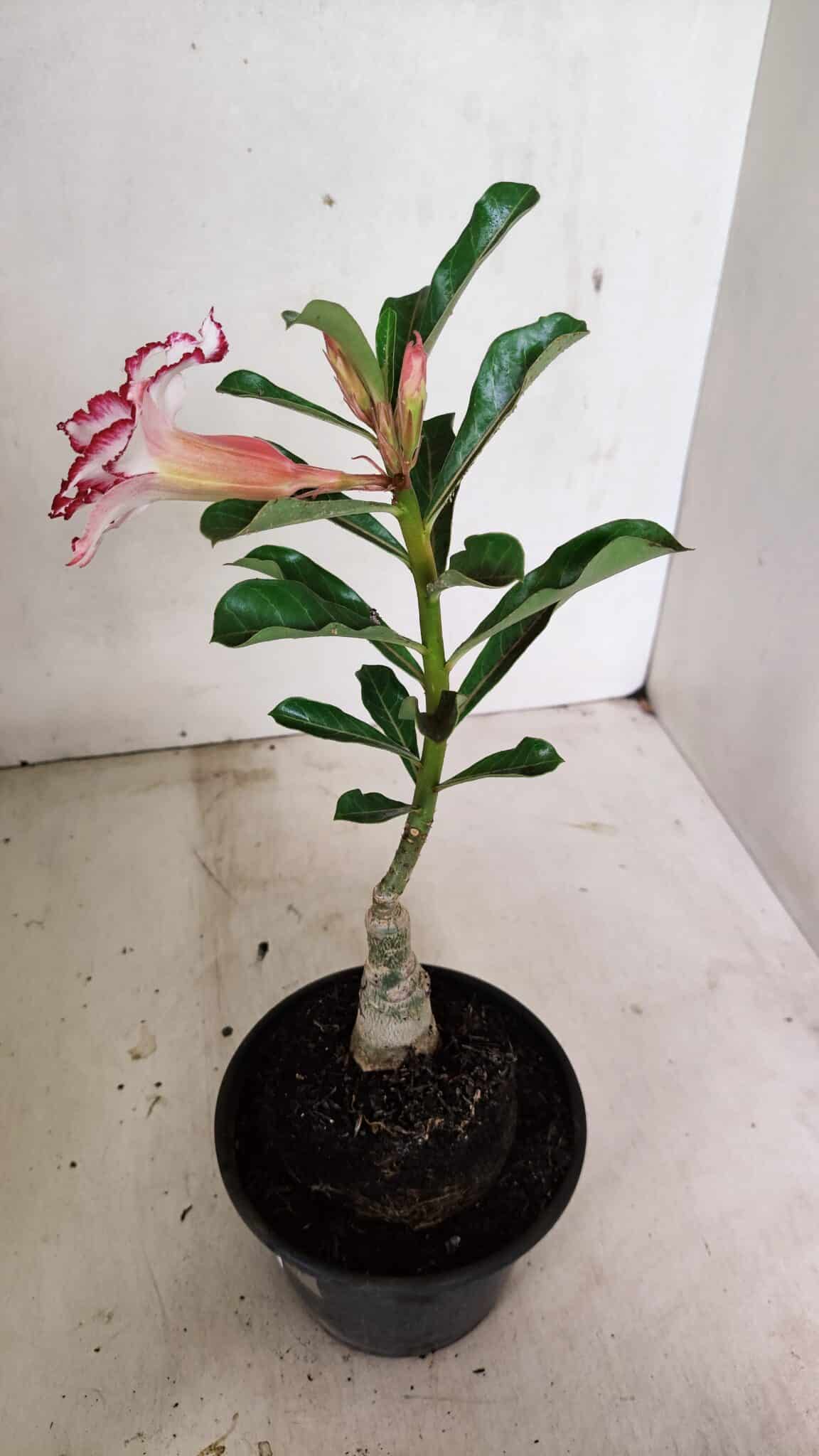 ENXERTO 12359  – 22cm (cor LM 797) Id: FERRARI - foto 5