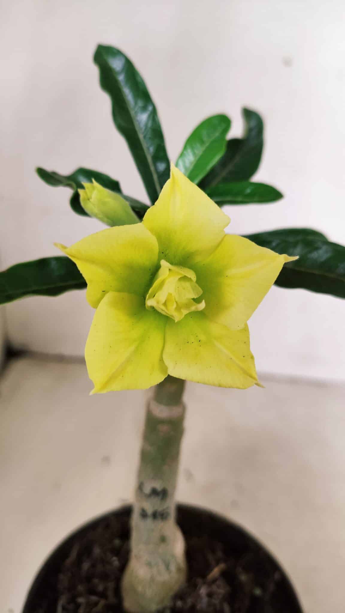 ENXERTO 12368 – 20cm (cor LM 315) - foto 3