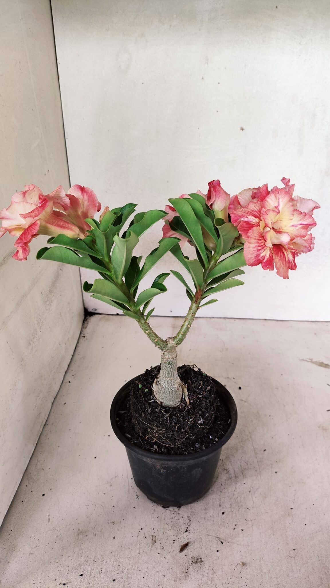 ENXERTO 12370 – 20cm (cor LM 582) - foto 6