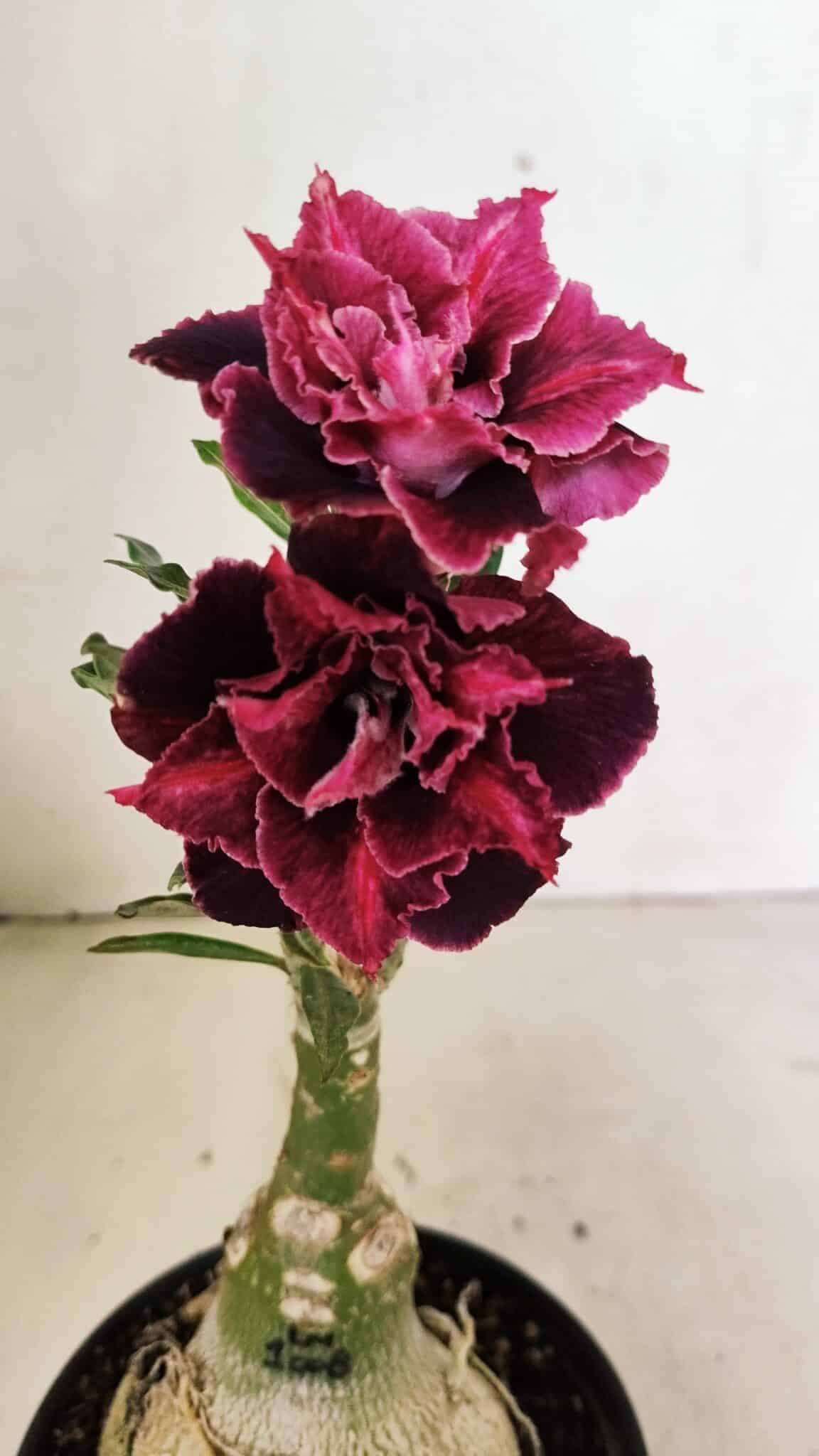 ENXERTO 12371 – 25cm (cor LM 1008) - foto 3