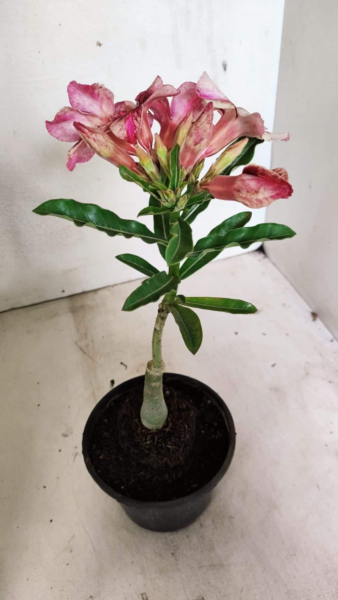 ENXERTO 12372 – 20cm (cor LM 506) - foto 5