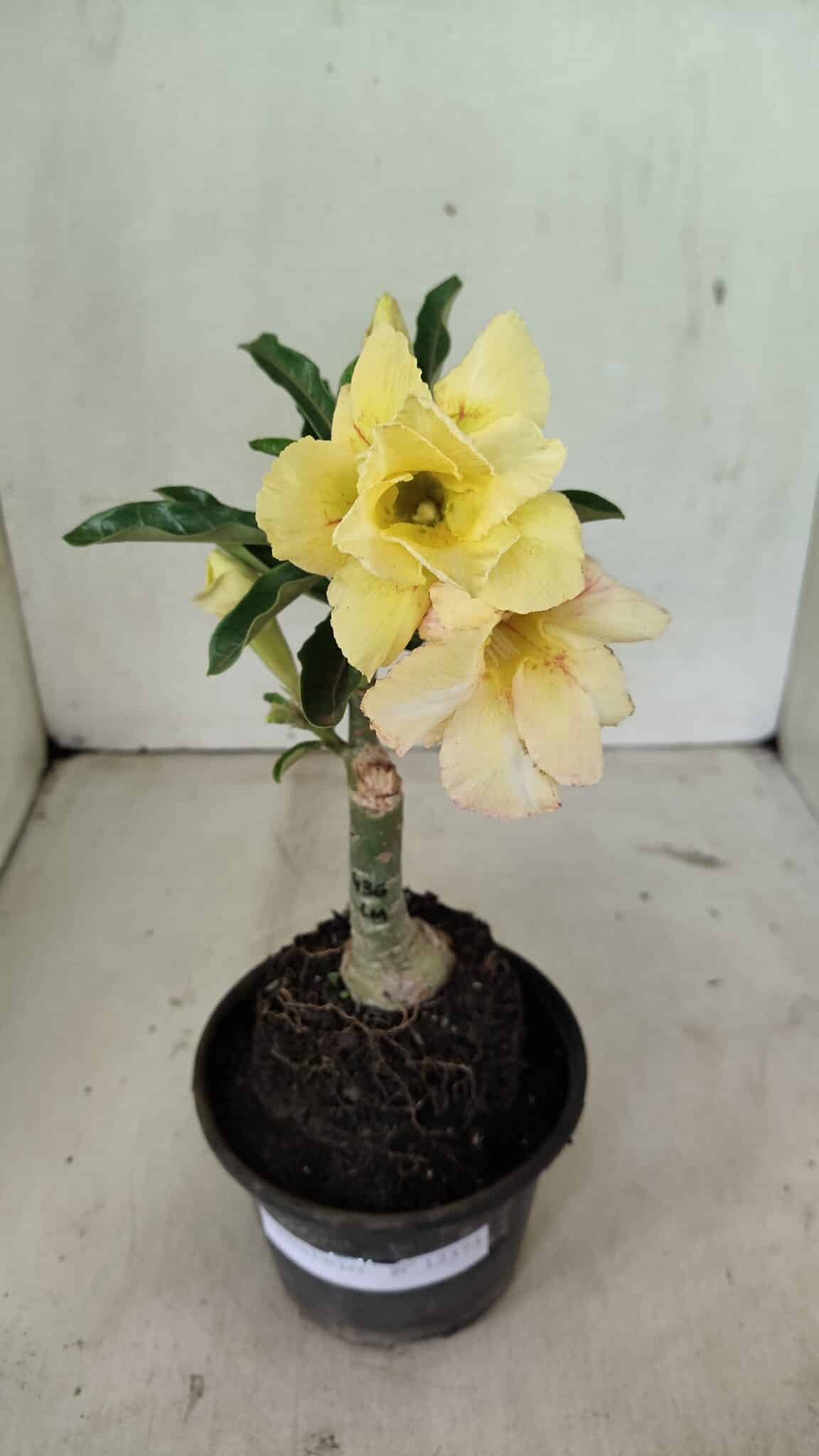 ENXERTO 12374 – 20cm (cor LM 436) - foto 2