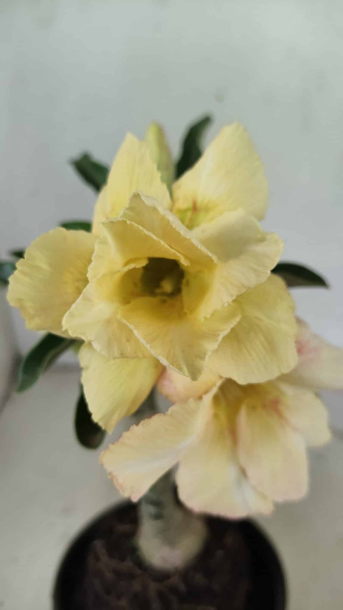 ENXERTO 12374 – 20cm (cor LM 436) - foto 3